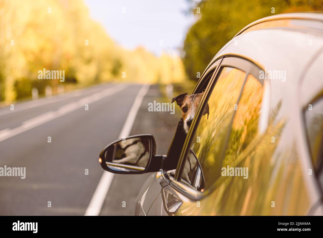Family pet dog waiting in car parked on road on beautiful fall day Stock Photo