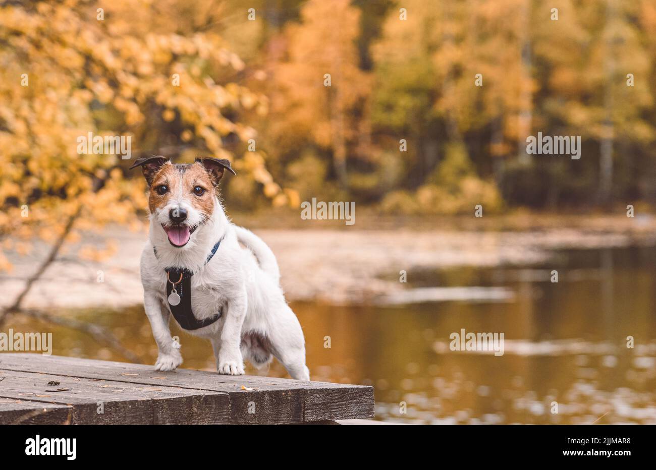 Friendly smiling dog at lake shore with orange autumn trees in background Stock Photo