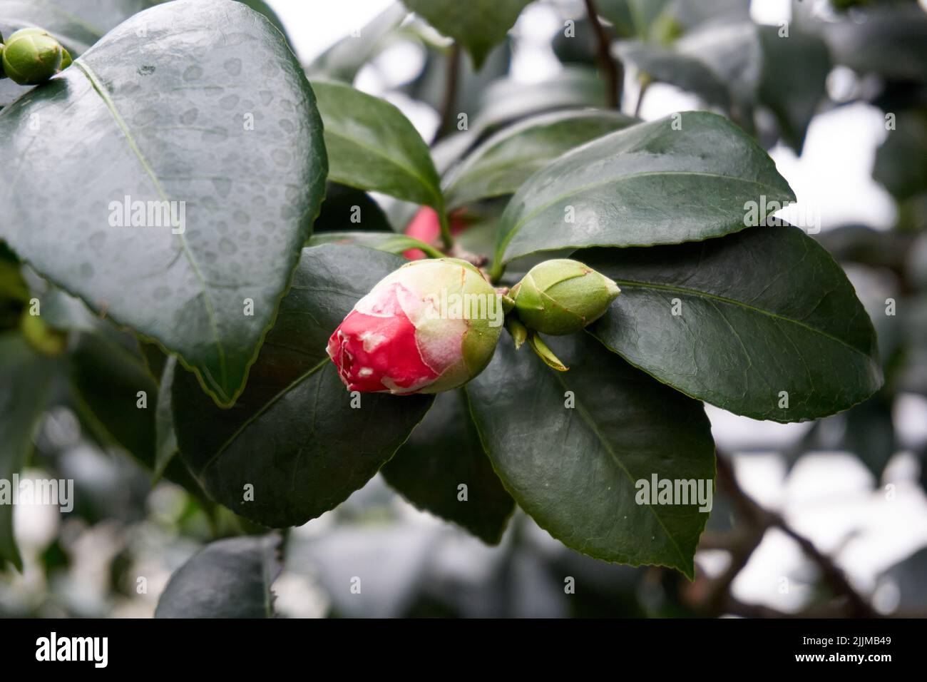 A closeup of a Japanese camellia buds Stock Photo