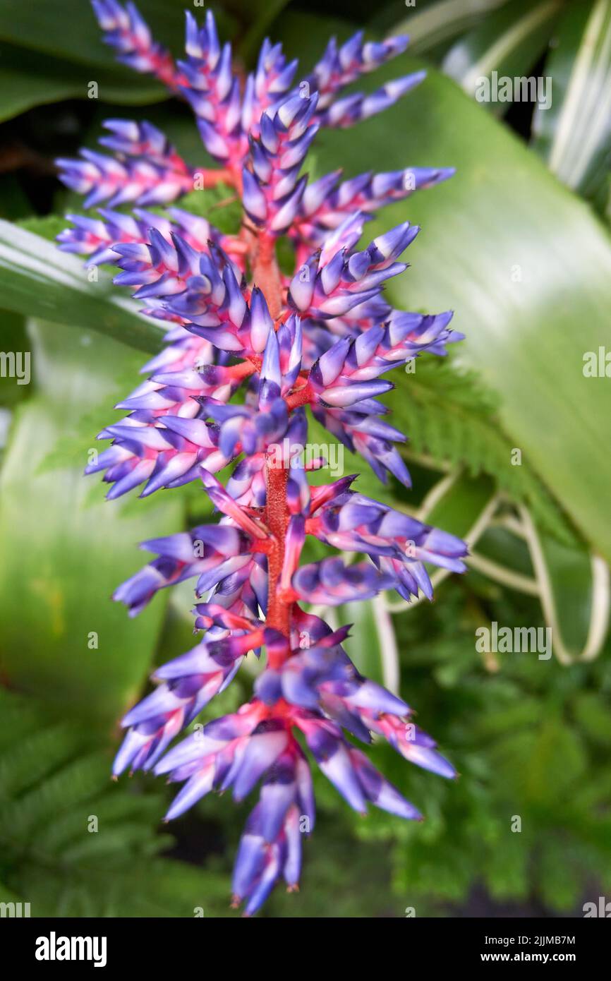 A closeup of a beautiful Aechmea flower Stock Photo