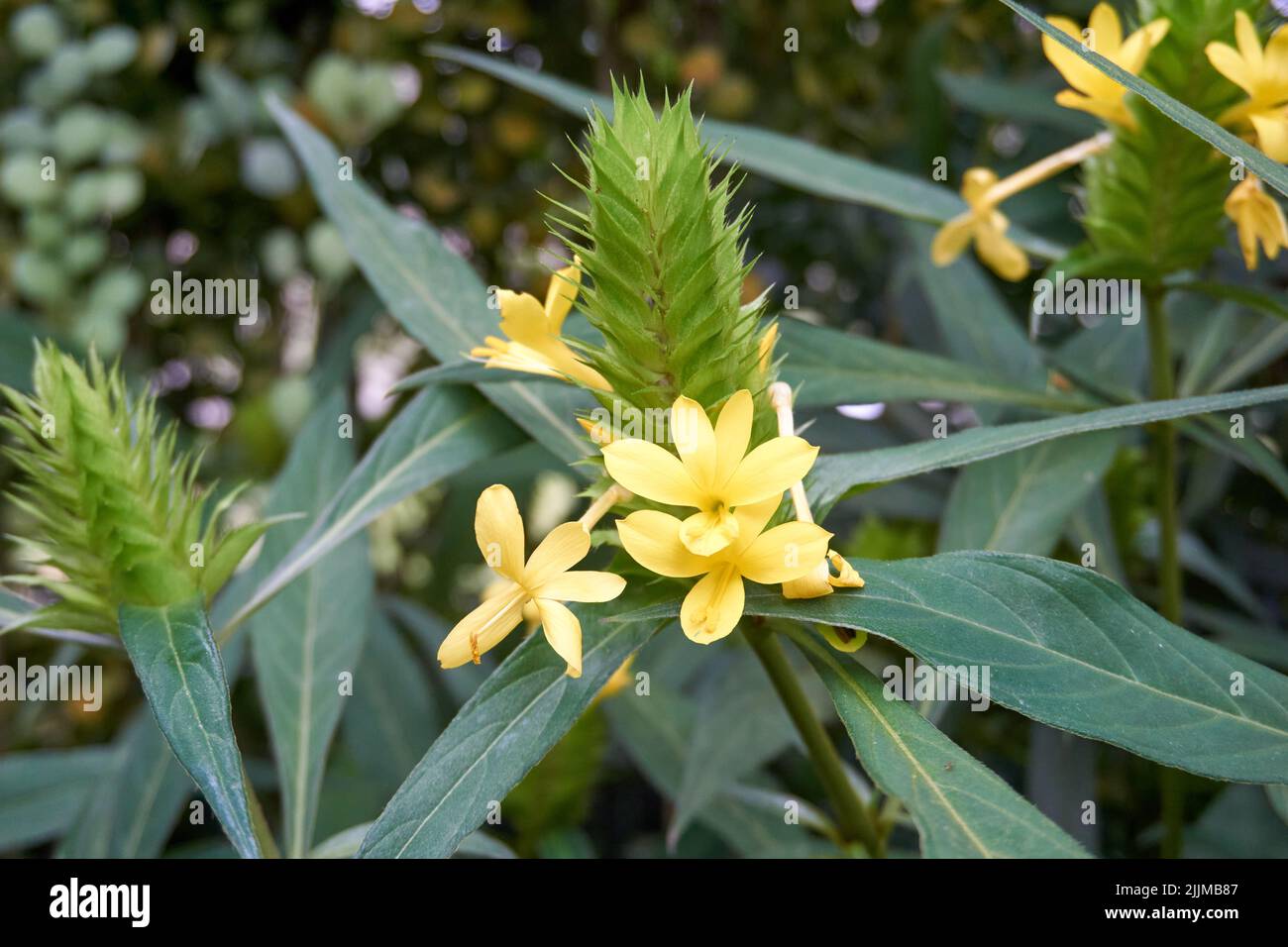 A closeup of a beautiful yellow Barleria flower Stock Photo