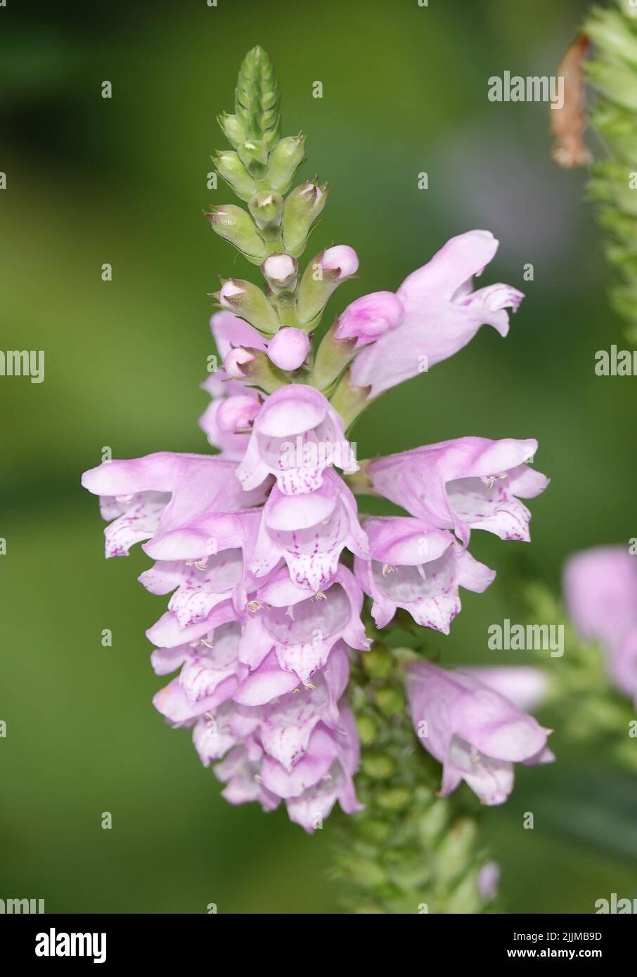 Flowers PHYSOSTEGIA VIRGIN PINK close-up very delicate and beautiful Stock Photo