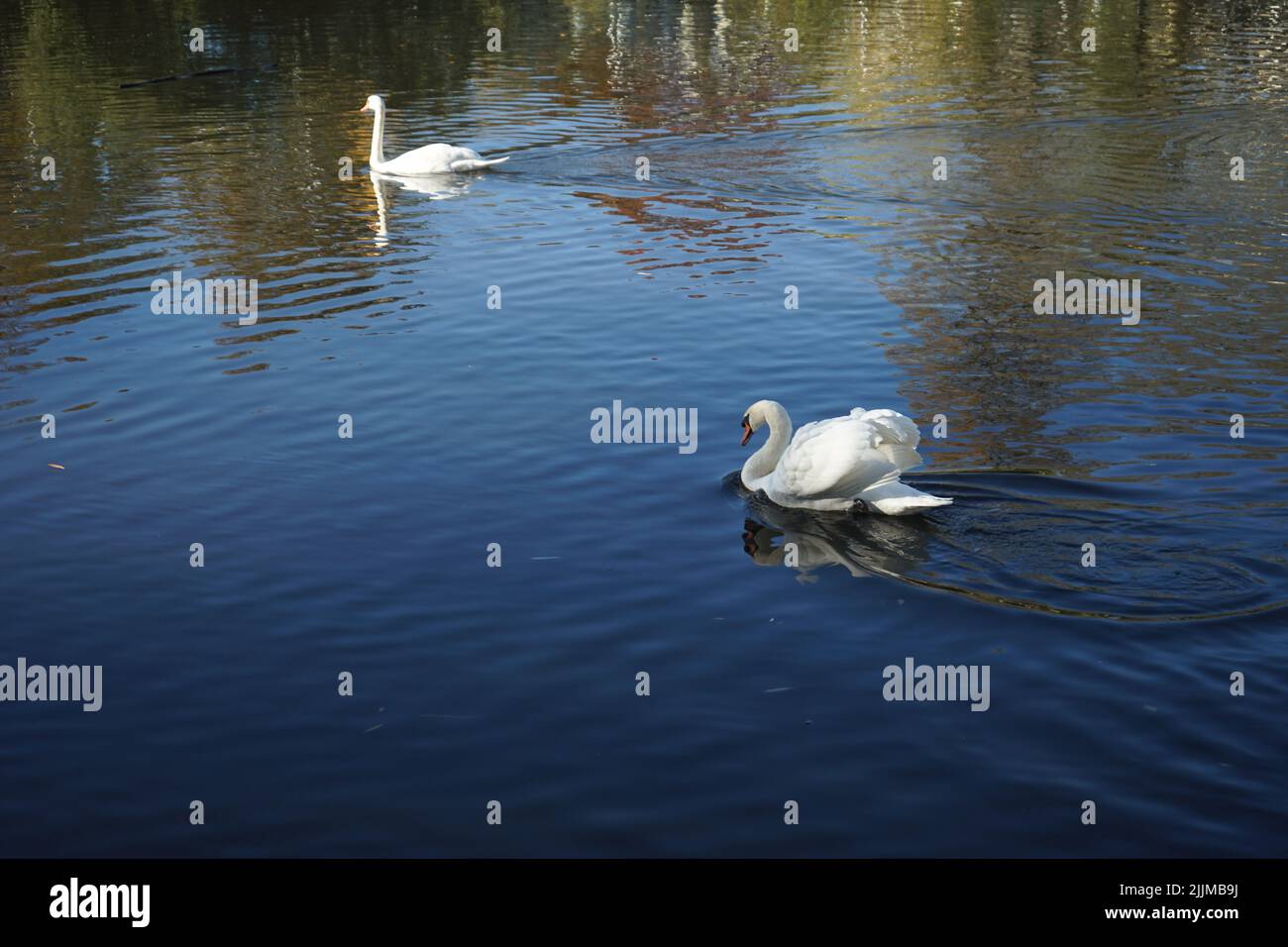 The beautiful white swans swimming in the lake Stock Photo - Alamy
