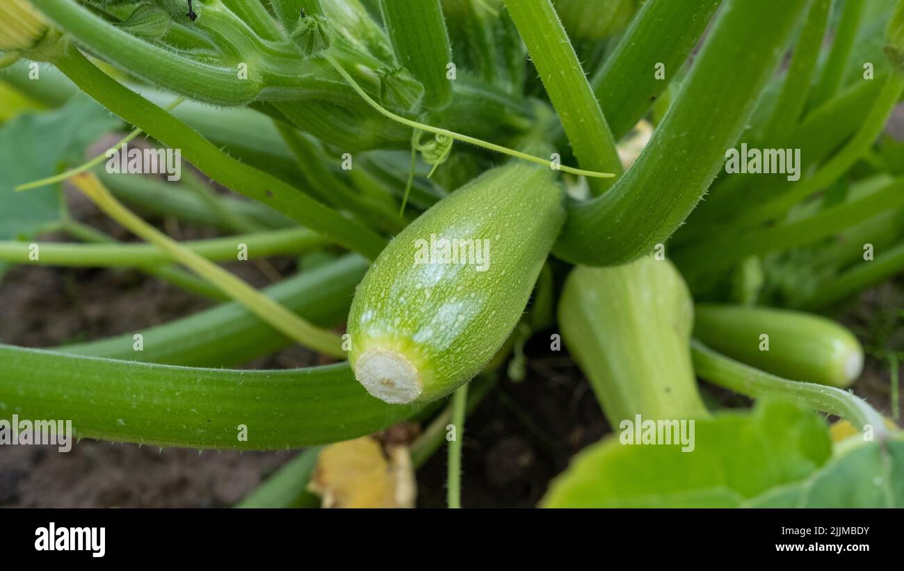 Growing zucchini in a greenhouse. Young fresh green vegetables close up