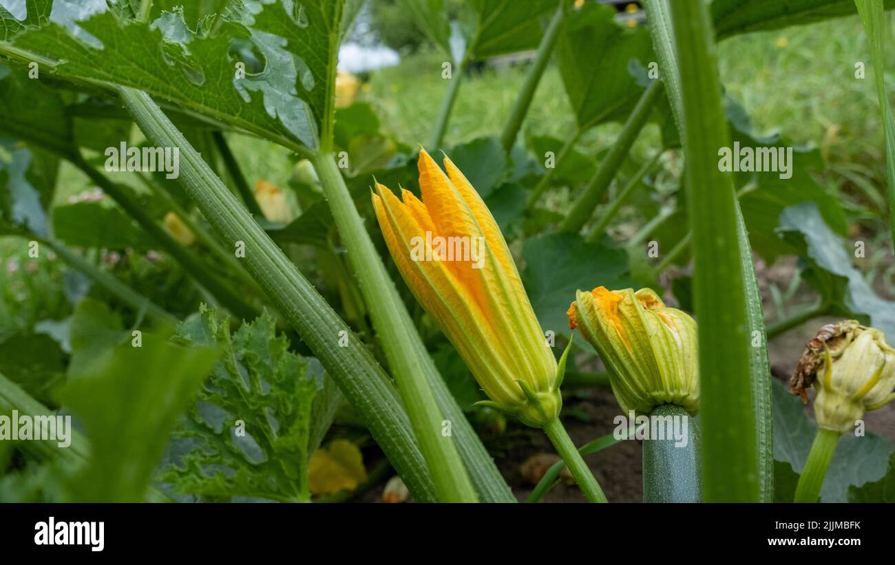 Zucchini plant. Zucchini flower. Green vegetable marrow growing on bush. Stock Photo