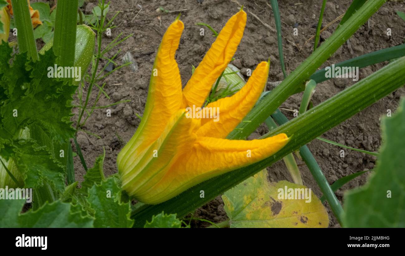 Zucchini plant. Zucchini flower. Green vegetable marrow growing on bush. Stock Photo