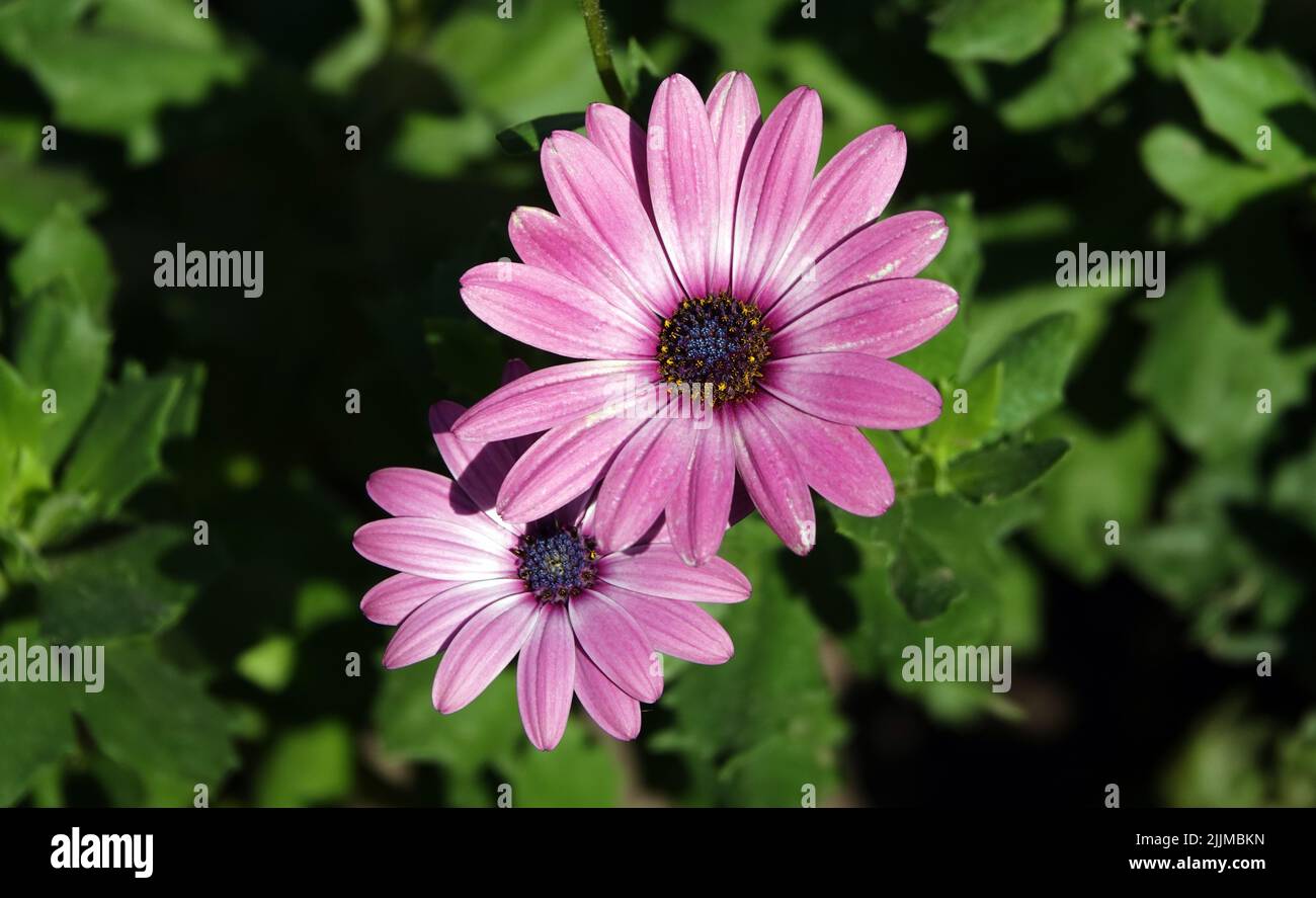Osteospermum flowers closeup very delicate and beautiful Stock Photo