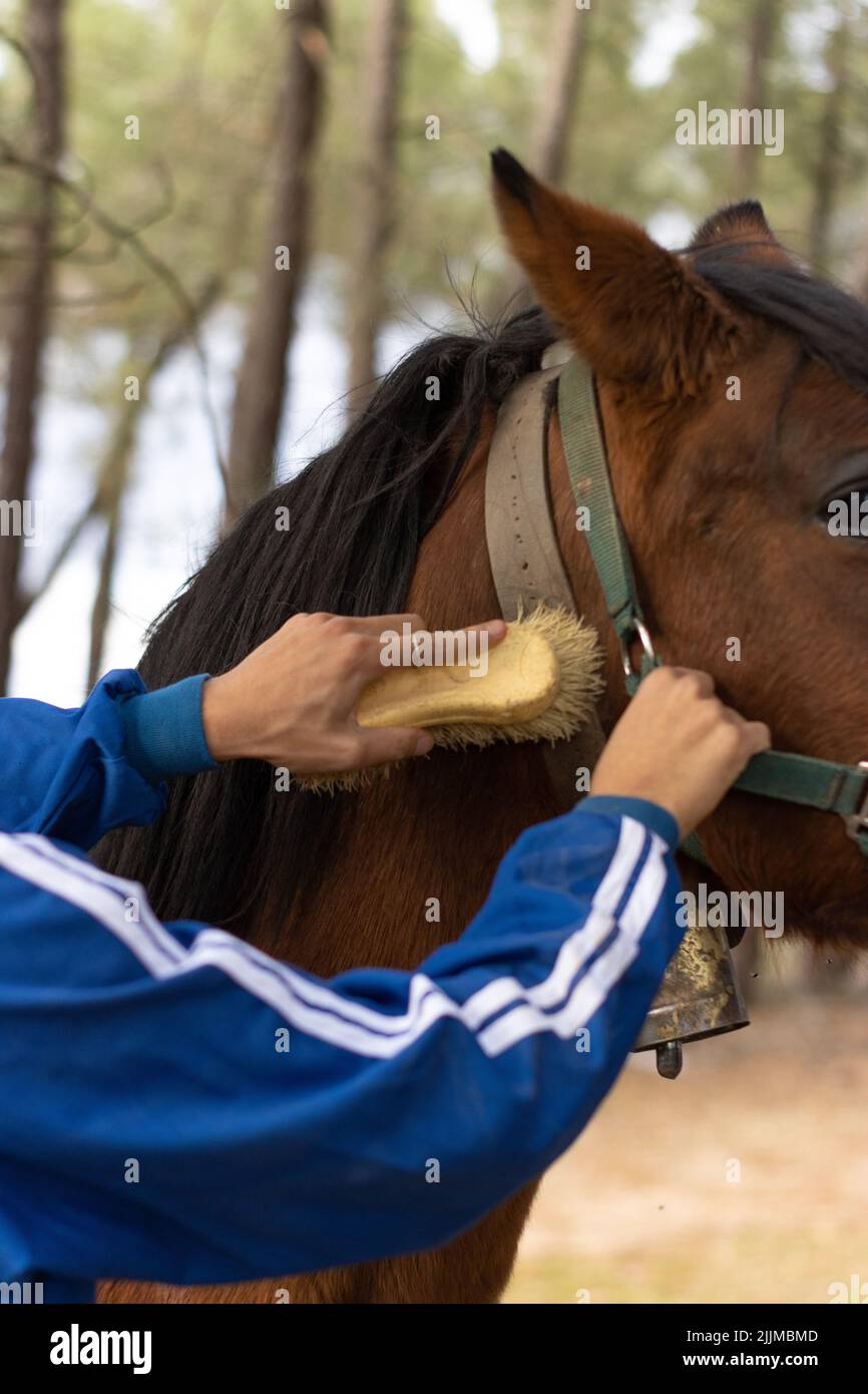 Horse hair hi-res stock photography and images - Alamy