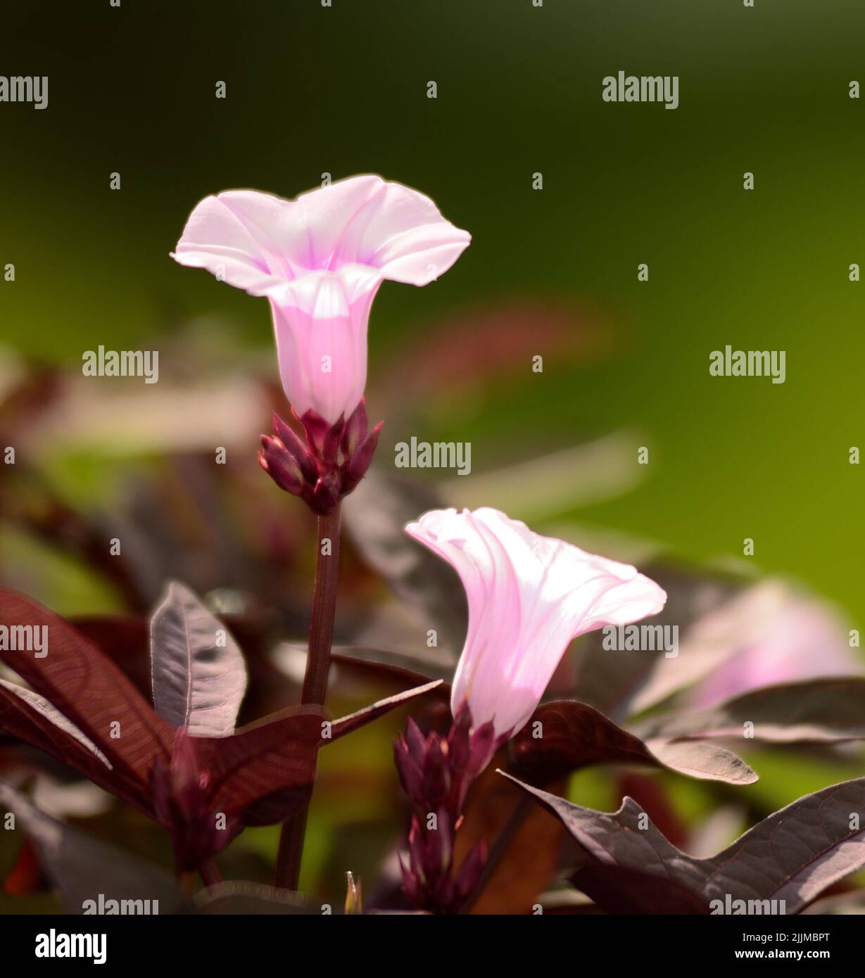 Purple Sweet Potato Vine (Ipomoea batatas) flowers against a green background. Stock Photo