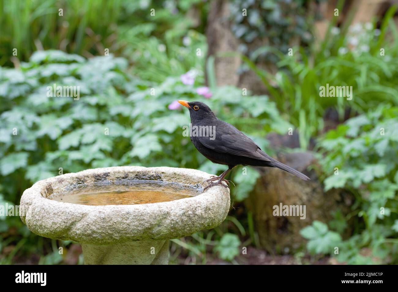 Male blackbird (Turdus Merula) perched on a birdbath in a garden proudly  showing his black plumage and bright yellow beak. Stock Photo