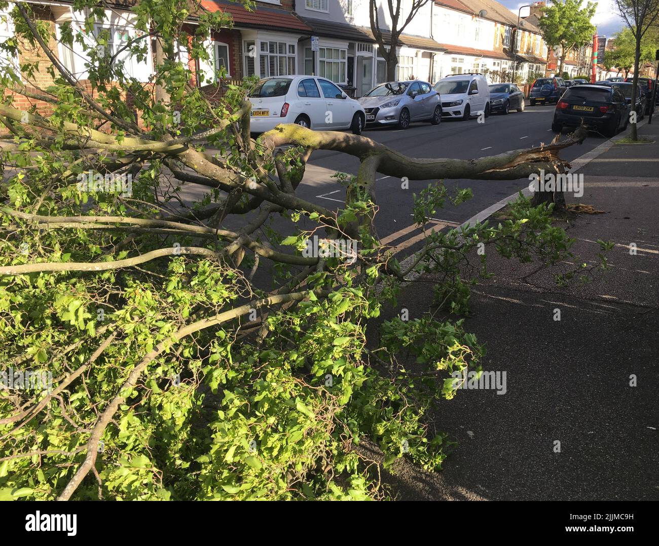 Storm damage, broken/fallen tree lying in road in a residential street in East London UK, illustrating extreme seasonal weather events, climate change Stock Photo