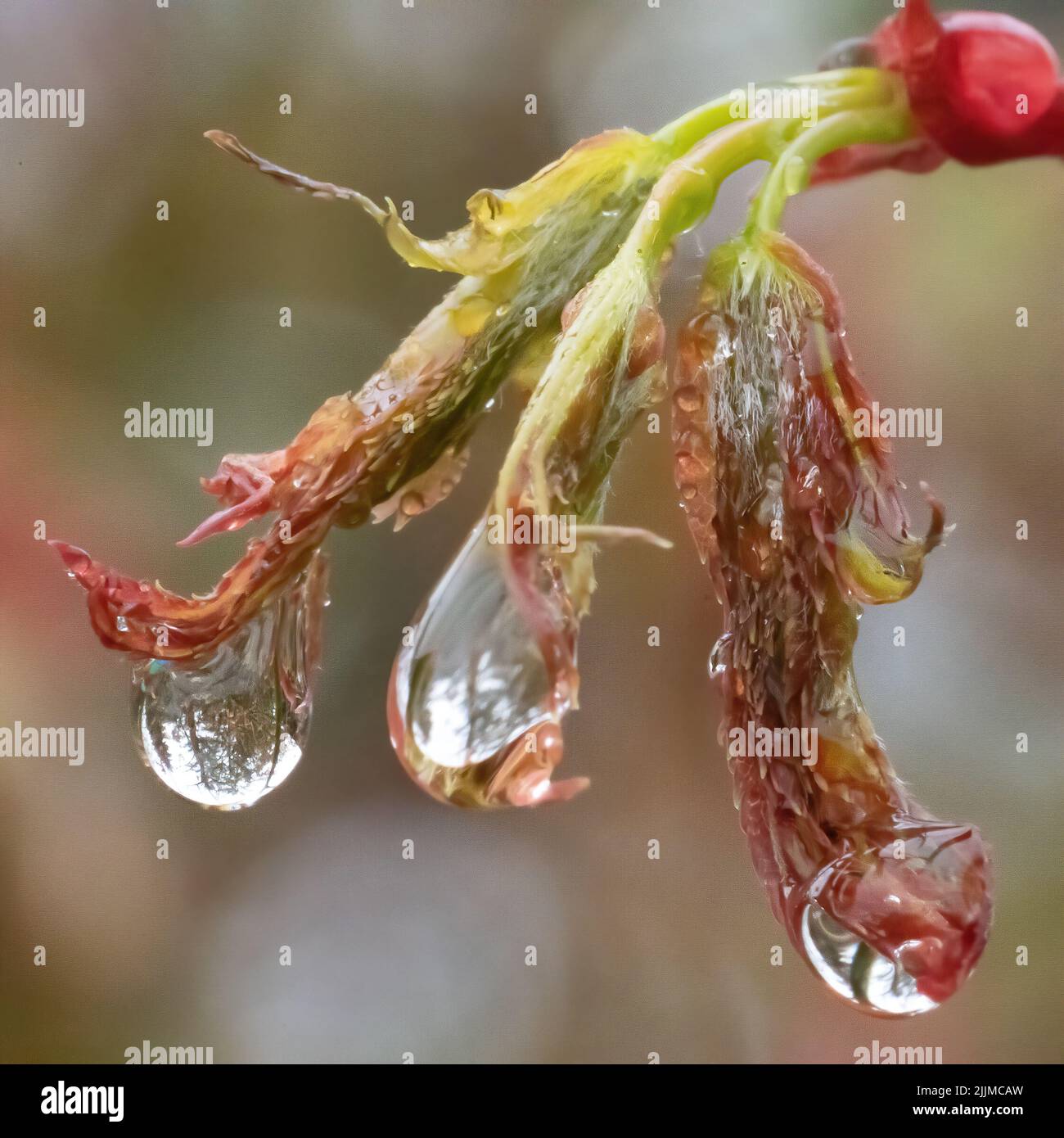 A macro shot of raindrops on a maple leaf Stock Photo