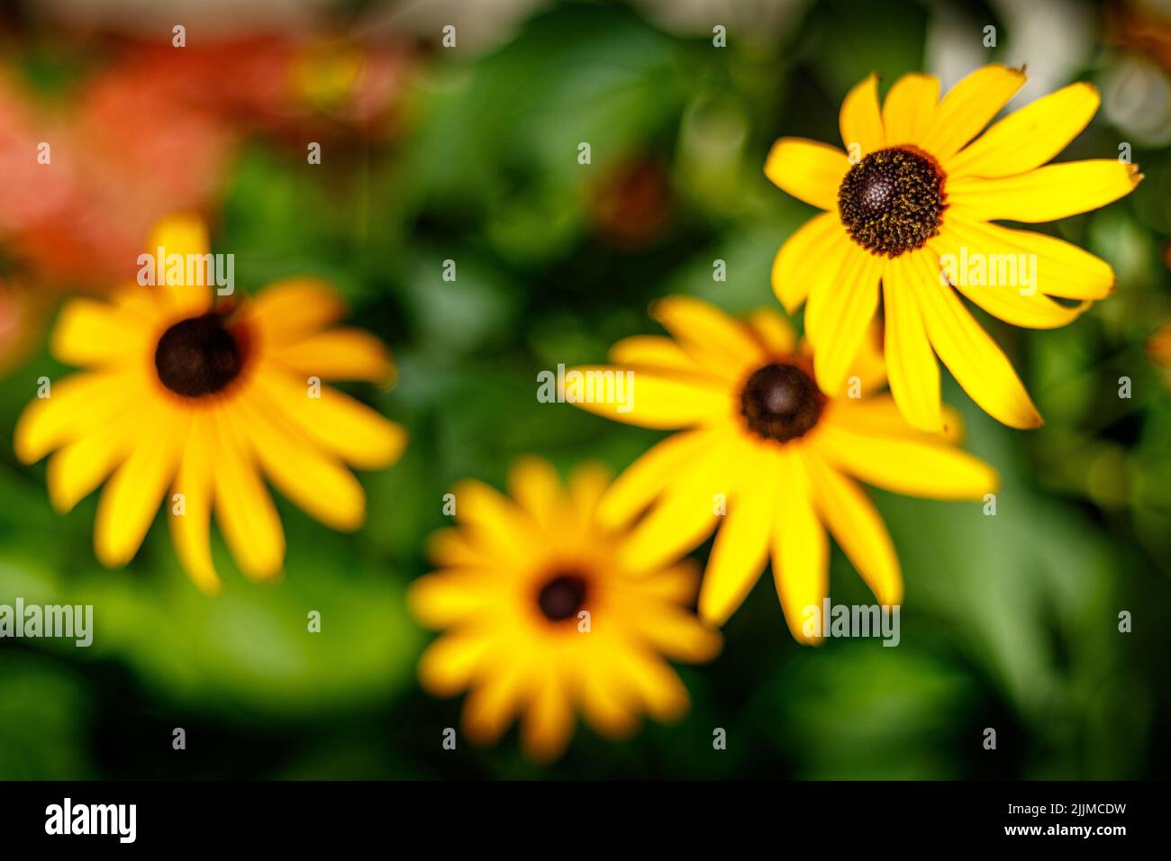 A closeup shot of a yellow black-eyed Susan in a garden in a blurred background Stock Photo