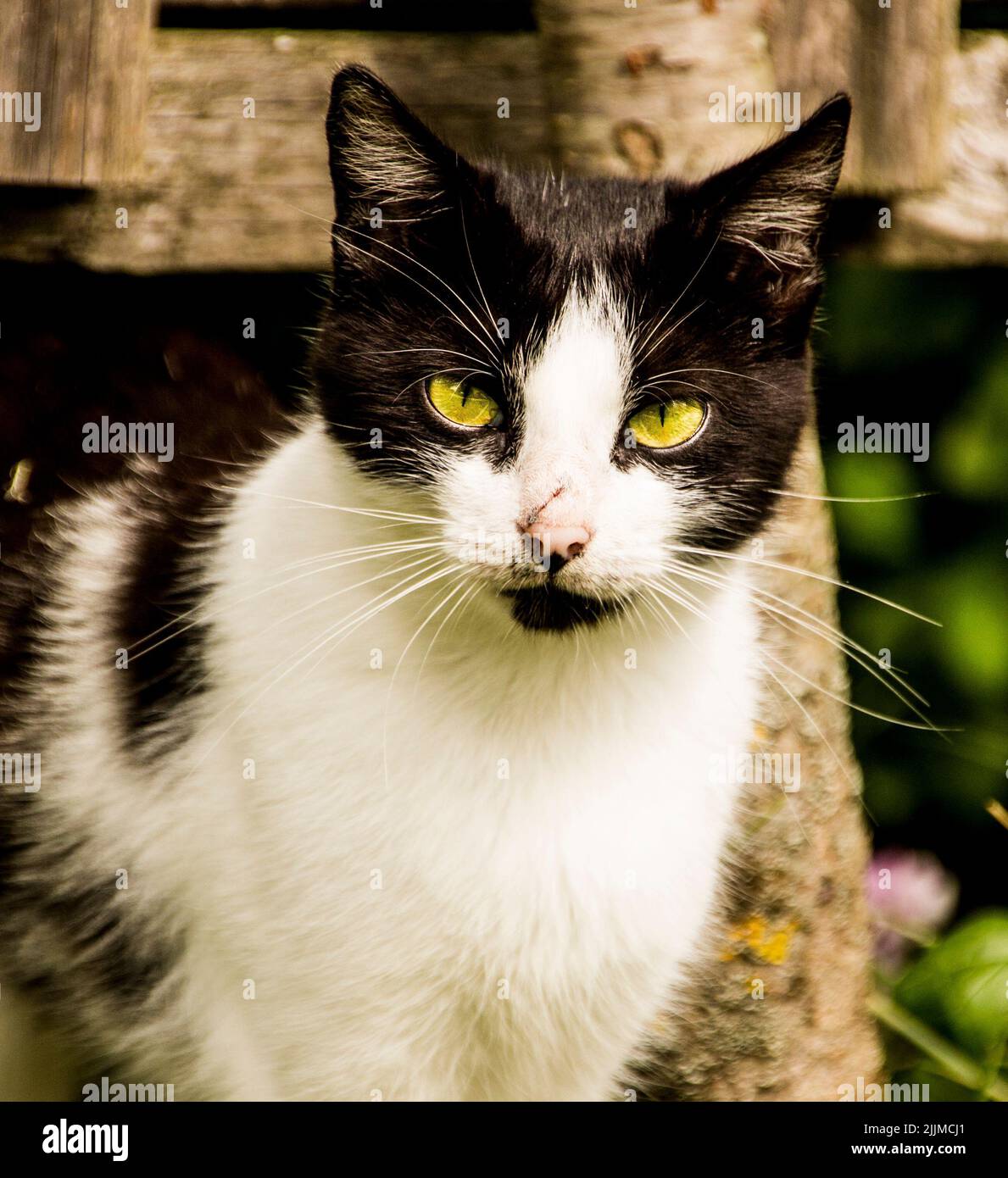 A portrait of a white cat with black spots and green eyes Stock Photo