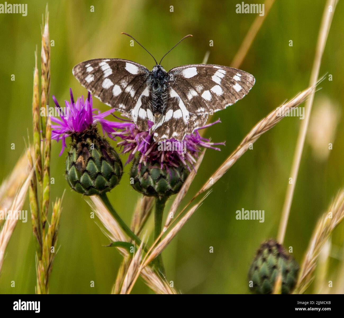 A shallow focus of a Marbled white butterfly on Knapweeds buds with blurred green background Stock Photo