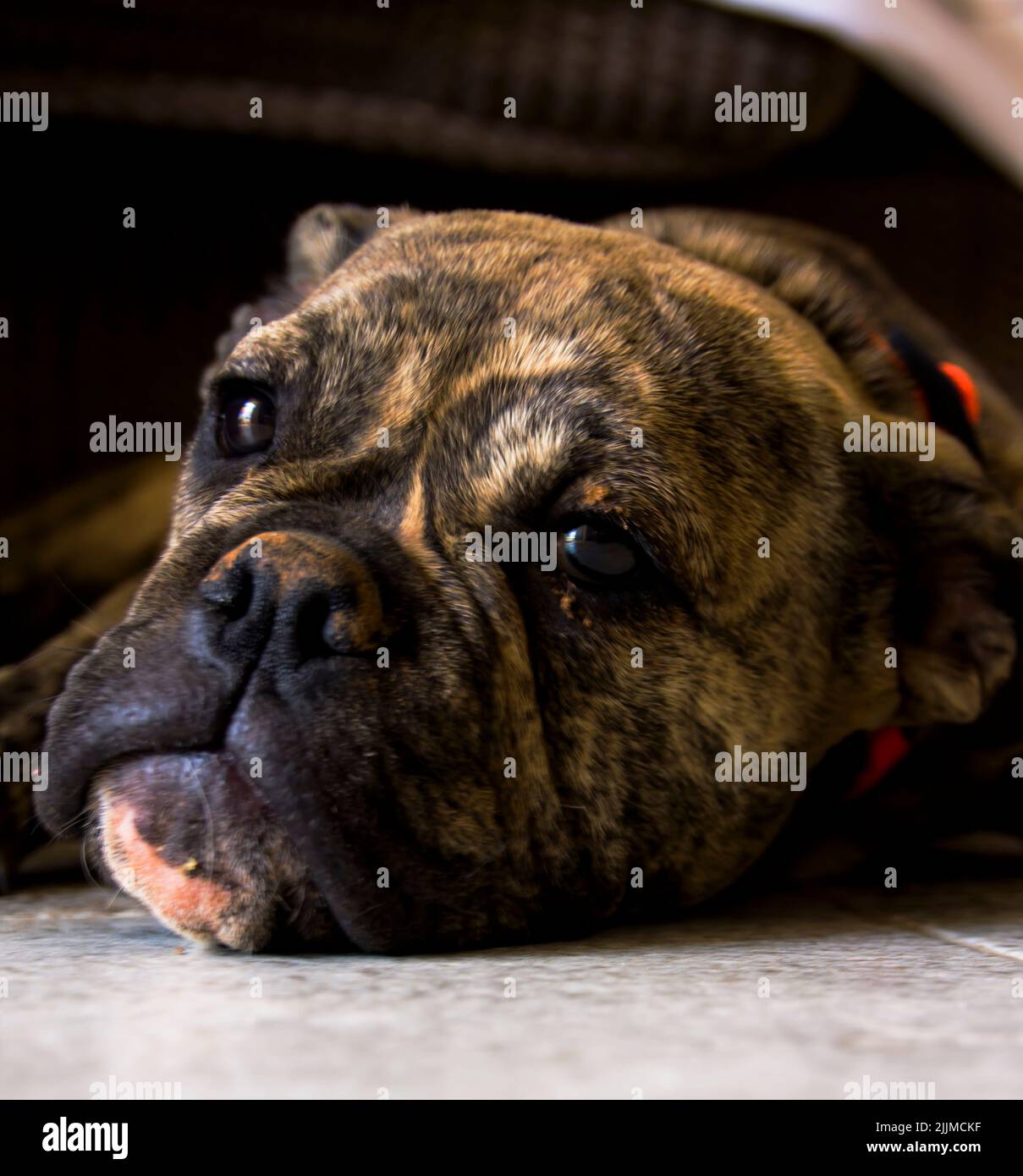 A portrait of a lazy bullmastiff breed dog lying indoors Stock Photo