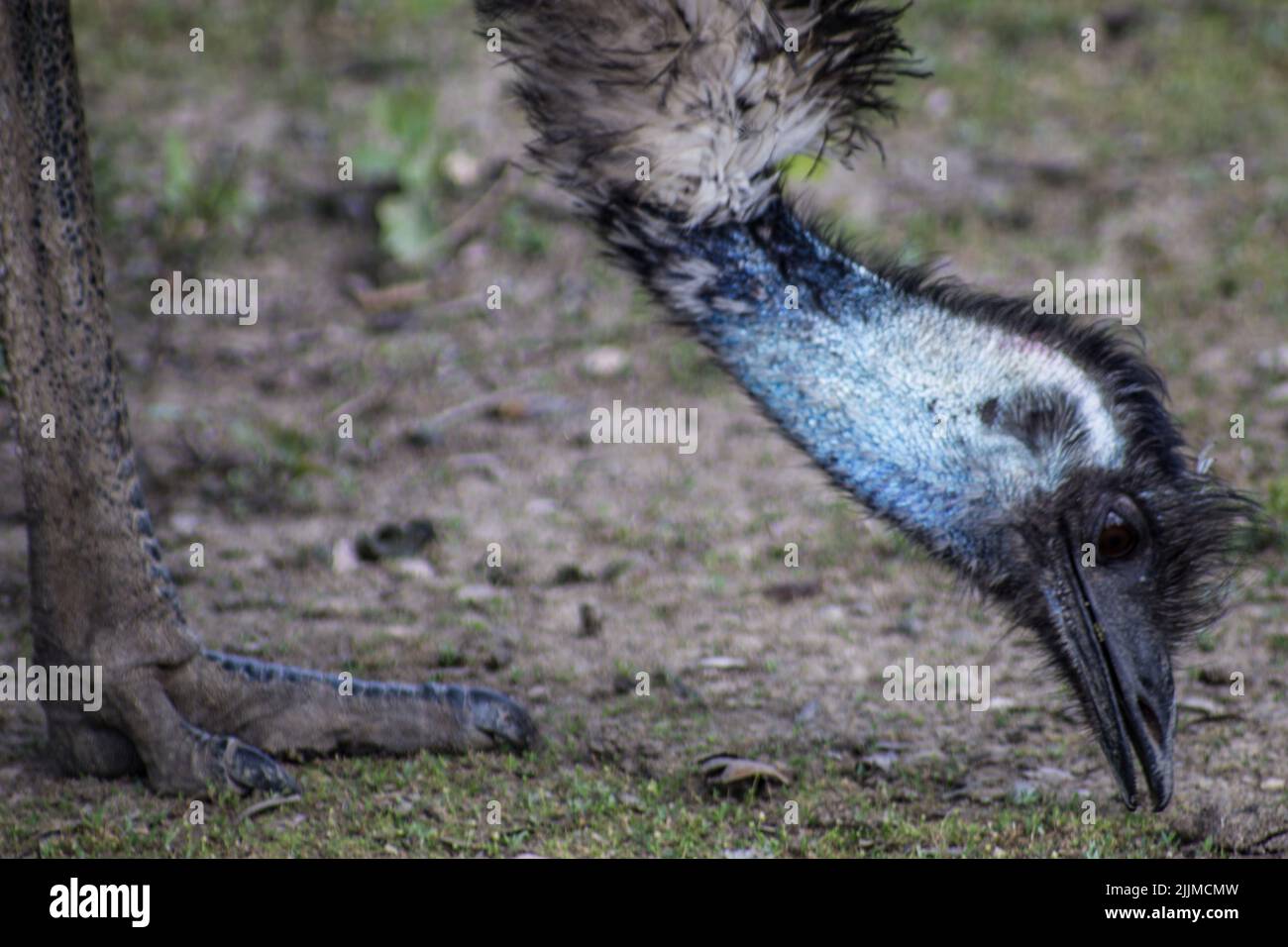 A closeup shot of an emu eating something from the ground Stock Photo