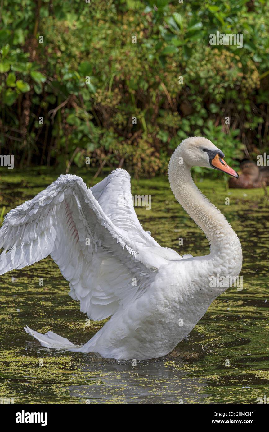 Adult mute swan stretching its wings  amidst the weeds on a canal. Stock Photo