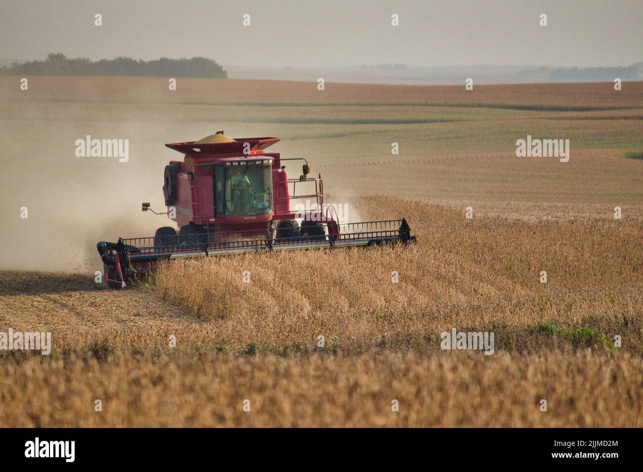 A farmer harvesting soybeans with a combine near Sioux Center, Iowa