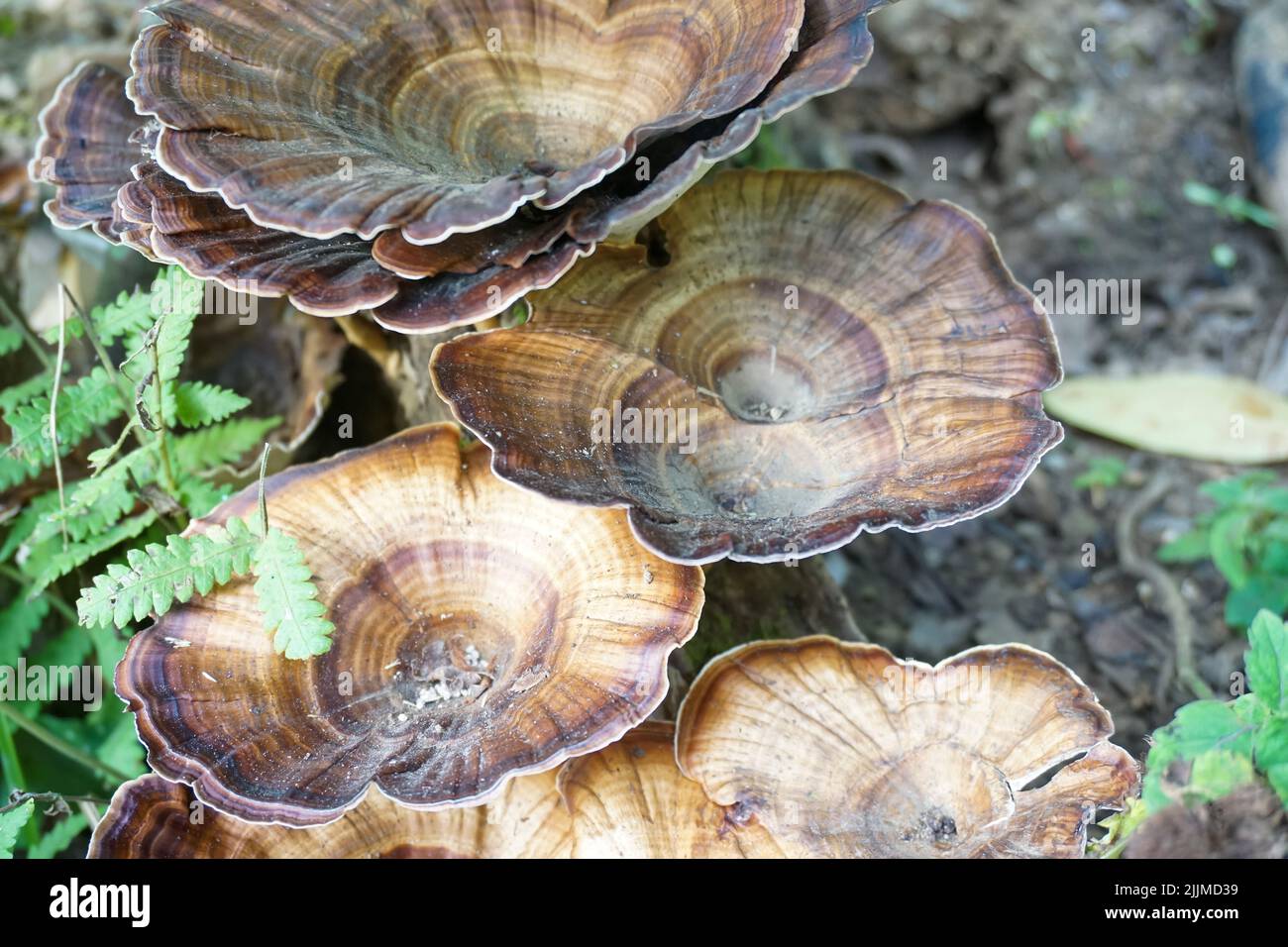 A closeup of Ganoderma lucidum with interesting patterns growing in the wild Stock Photo