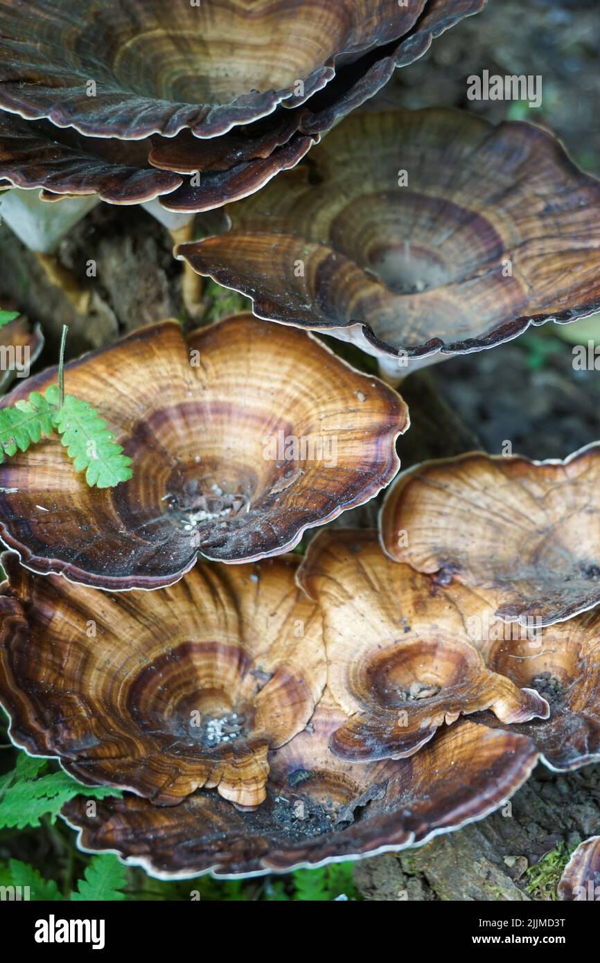 Medicinal mushroom hires stock photography and images Alamy