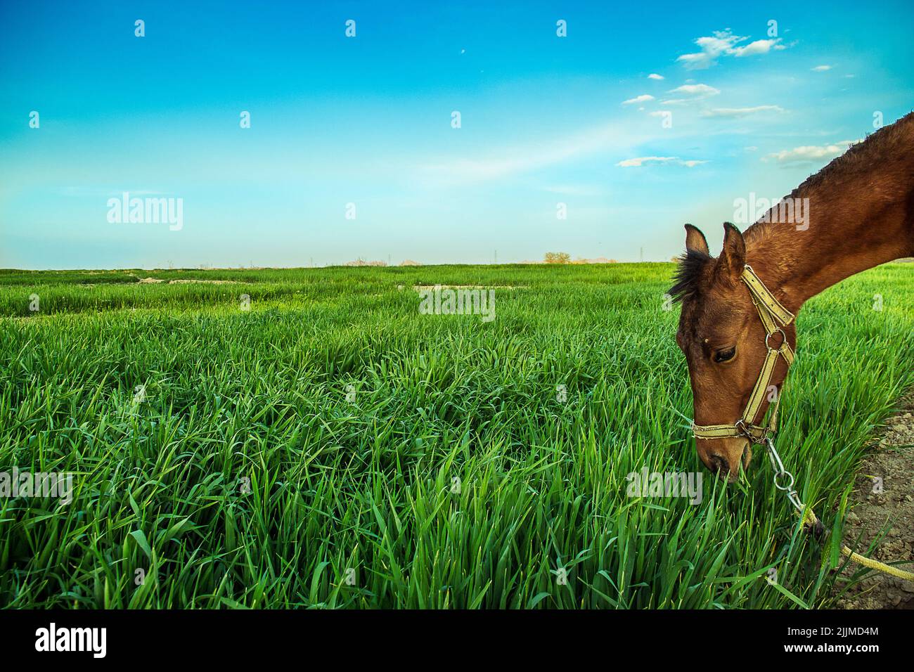 A closeup of a horse and grass in farm Stock Photo