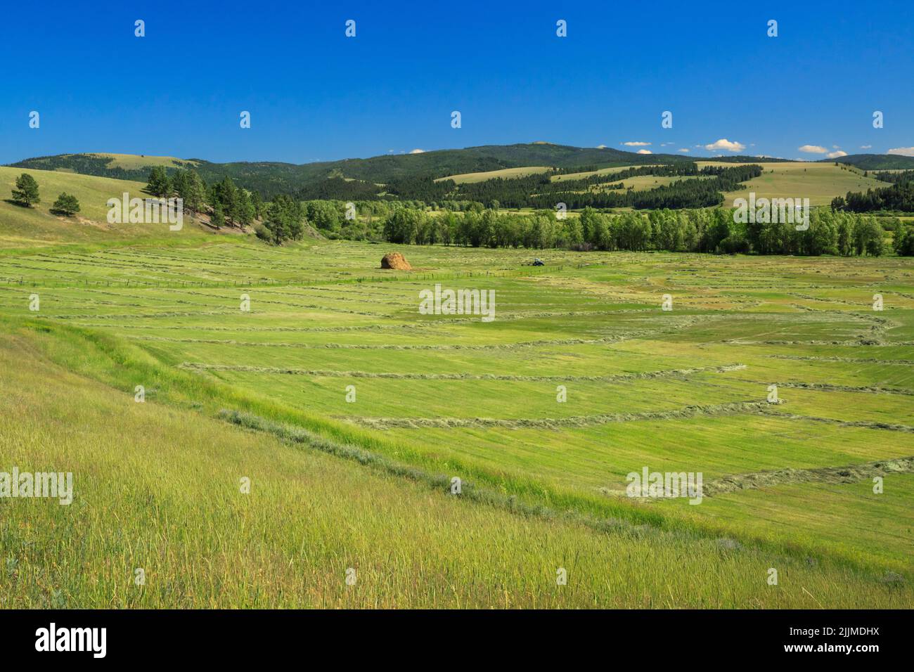 freshly cut hay field near avon, montana Stock Photo