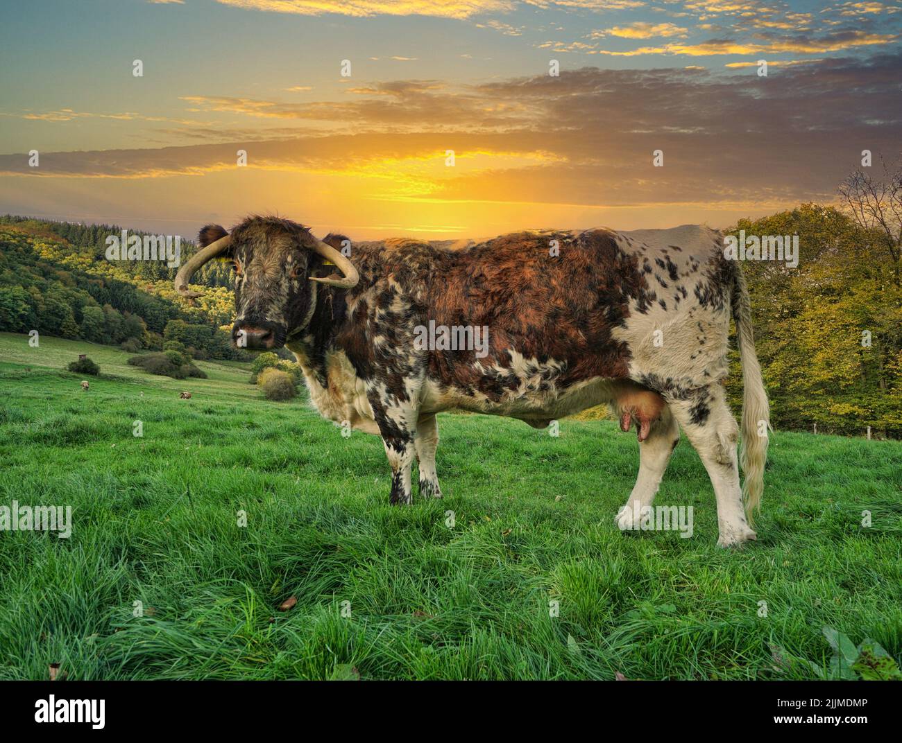 English longhorn cattle hi-res stock photography and images - Alamy