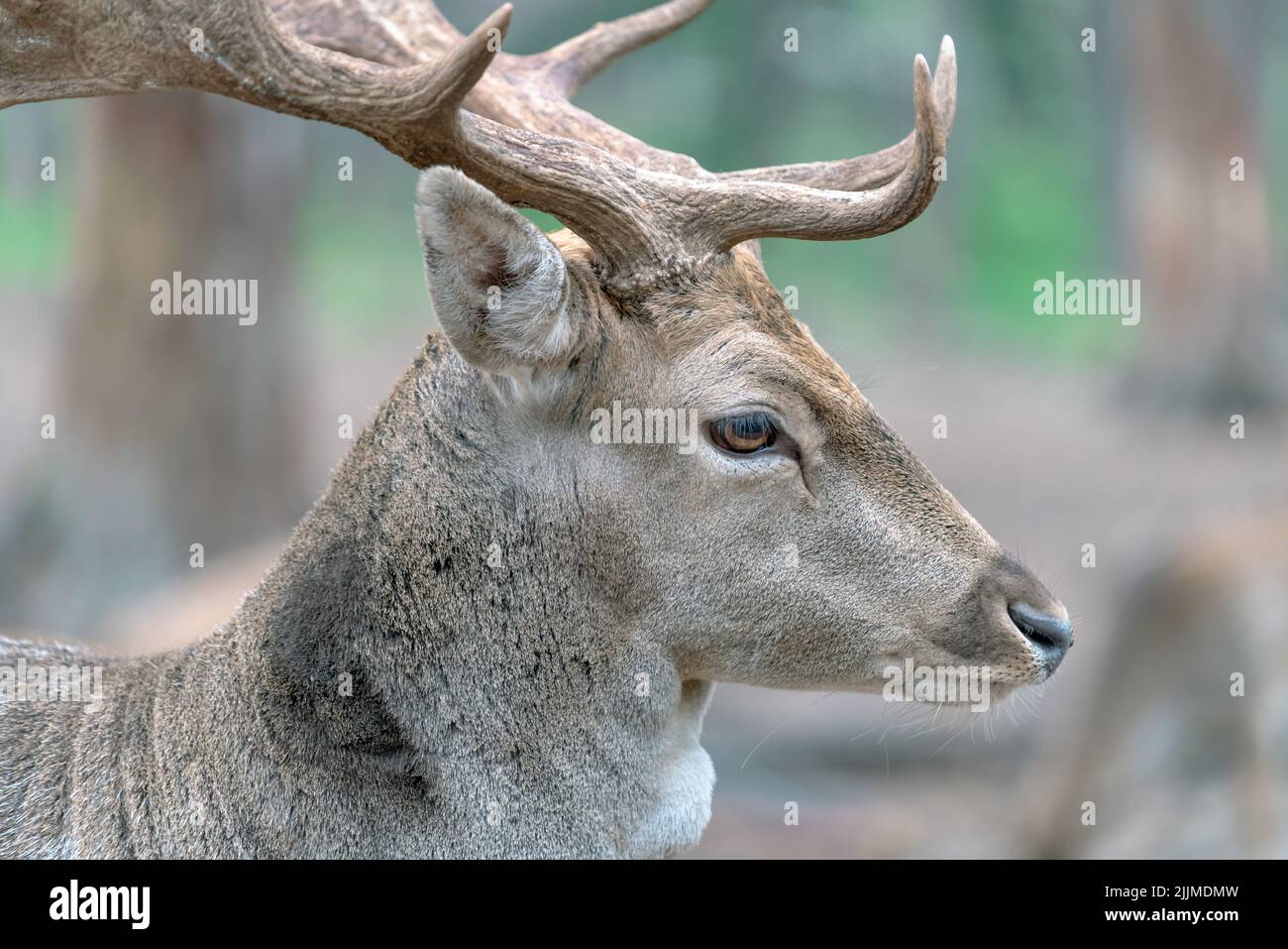 A closeup shot of the head of a male Persian Fallow Deer with big antlers Stock Photo