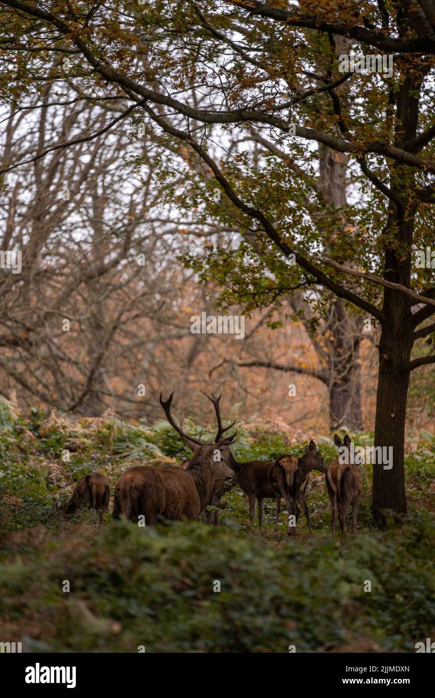 The Sunday walk in Richmond park - closeup shot of deer Stock Photo