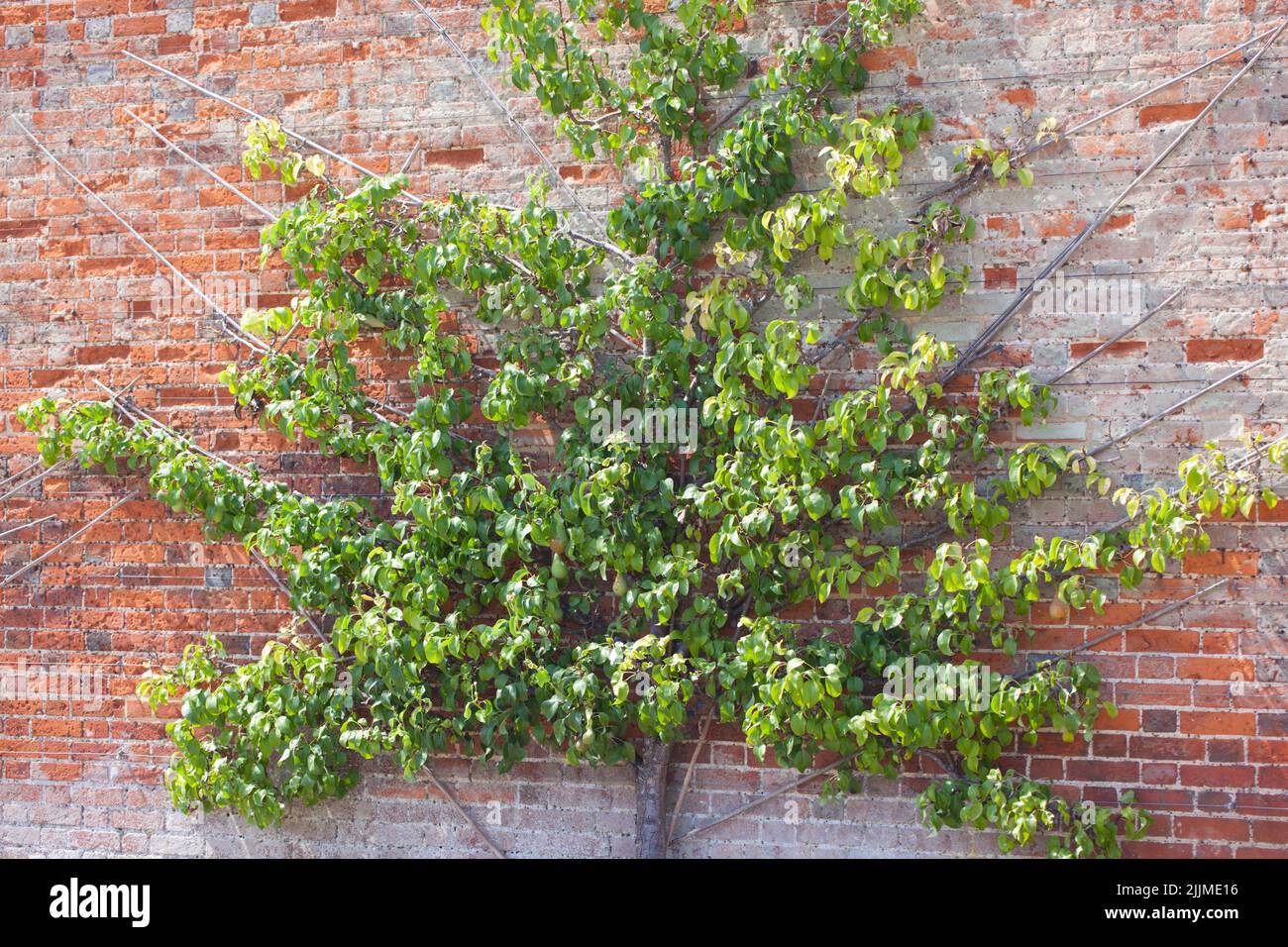 Espalier fruit tree trained to grow against brick wall in a shape of fan Stock Photo Alamy