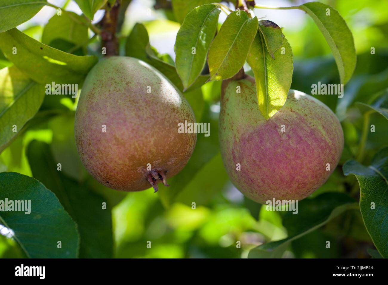 Doyenne du Communis Heritage Pears ripening on a fruit tree in a British Orchard during summertime . Stock Photo