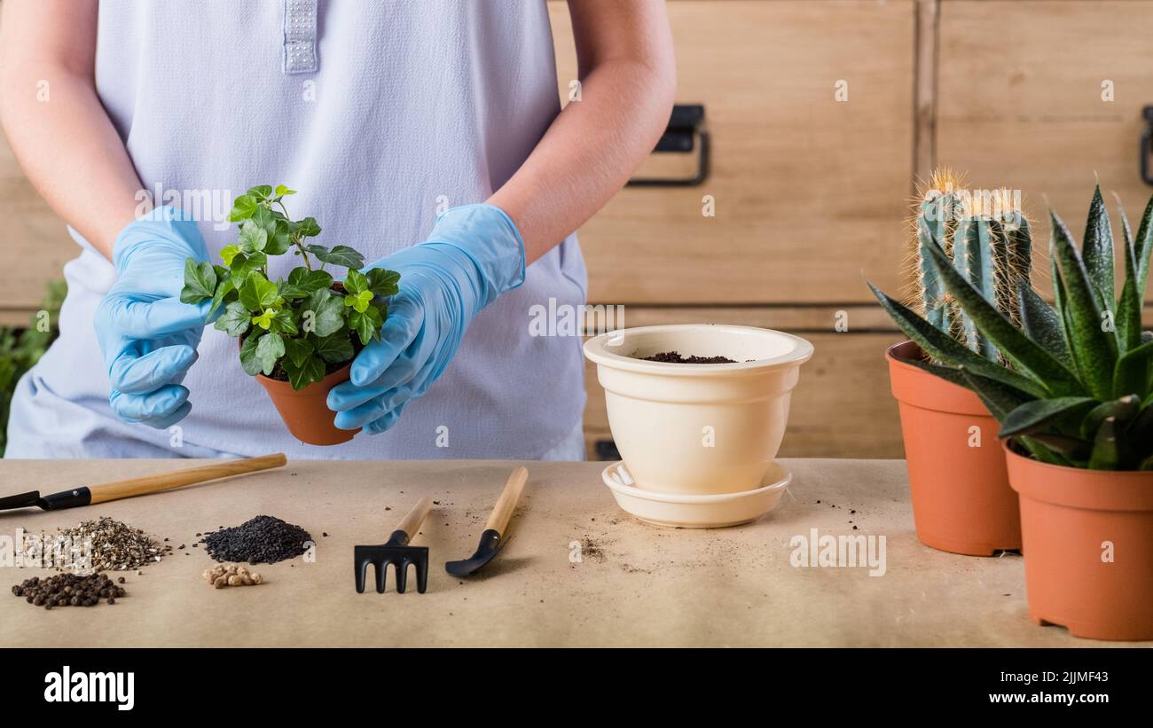 spring plant repotting indoor garden care woman Stock Photo