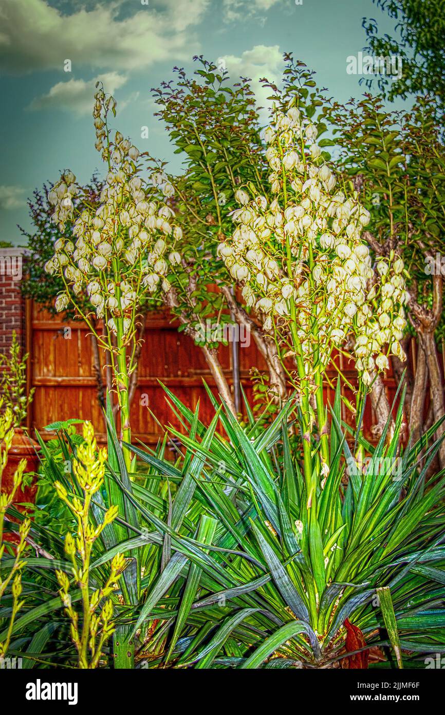 Yucca bushes in bloom with tall flowered spikes in front of wooden fence and fruit trees Stock Photo