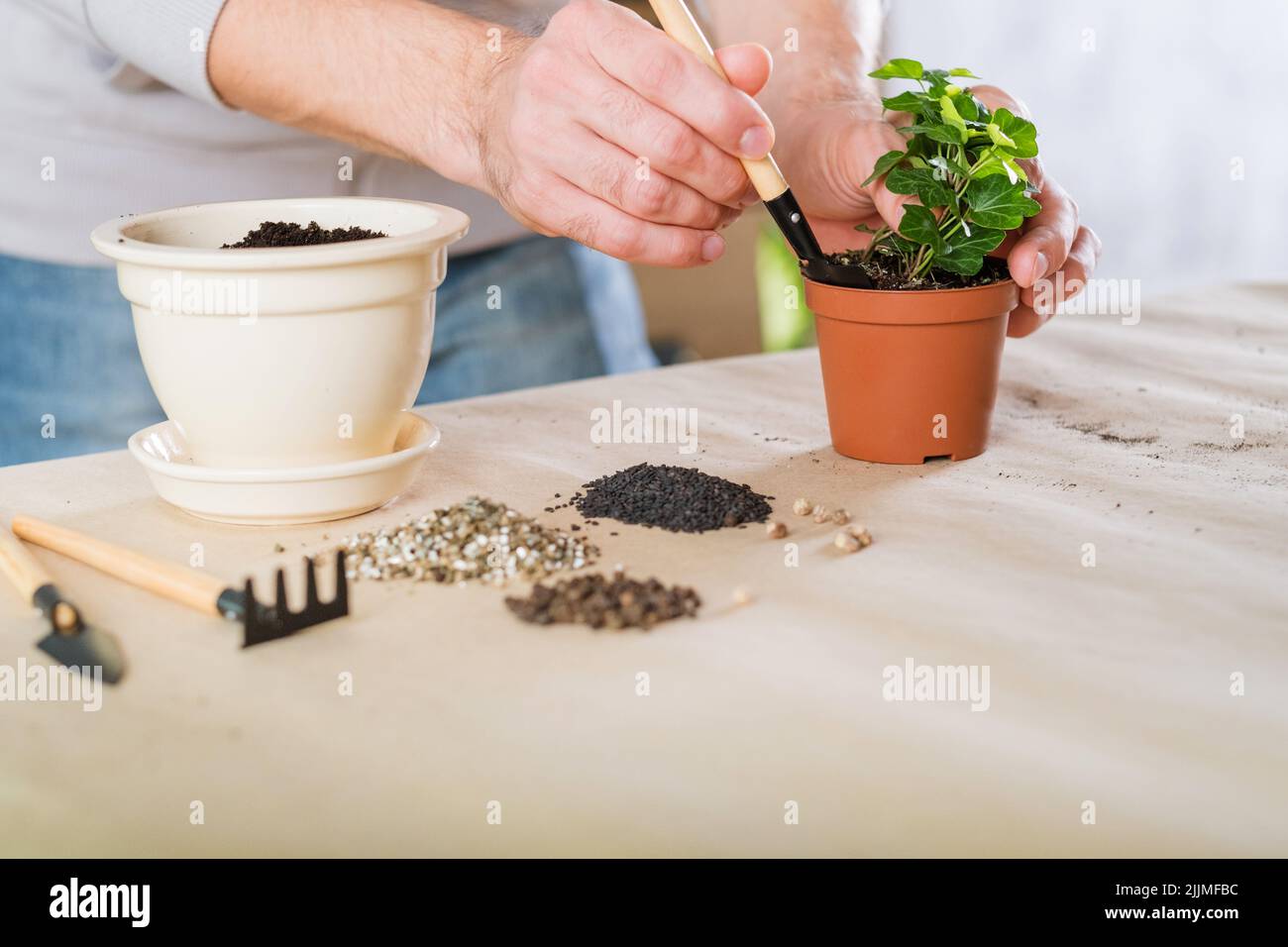 spring plant repotting indoor garden care man Stock Photo