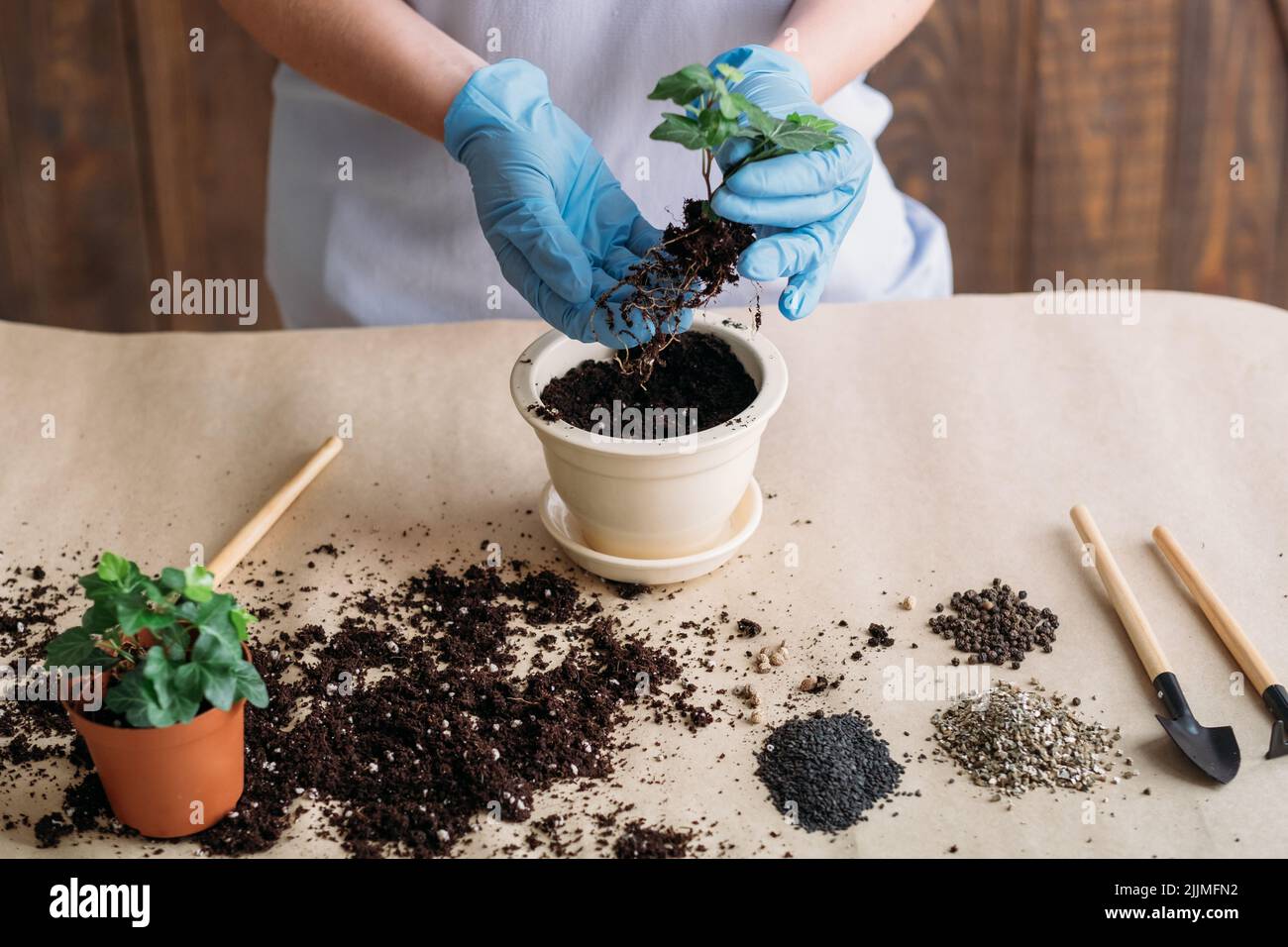 gardening hobby seedling germination planting Stock Photo Alamy