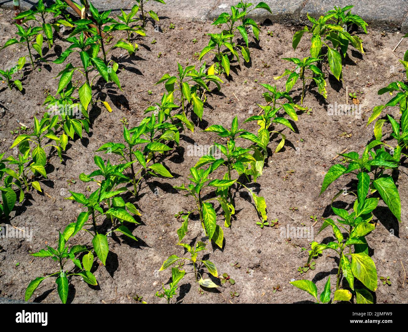 Chili pepper plants growing in a garden (Capsicum annuum Stock Photo