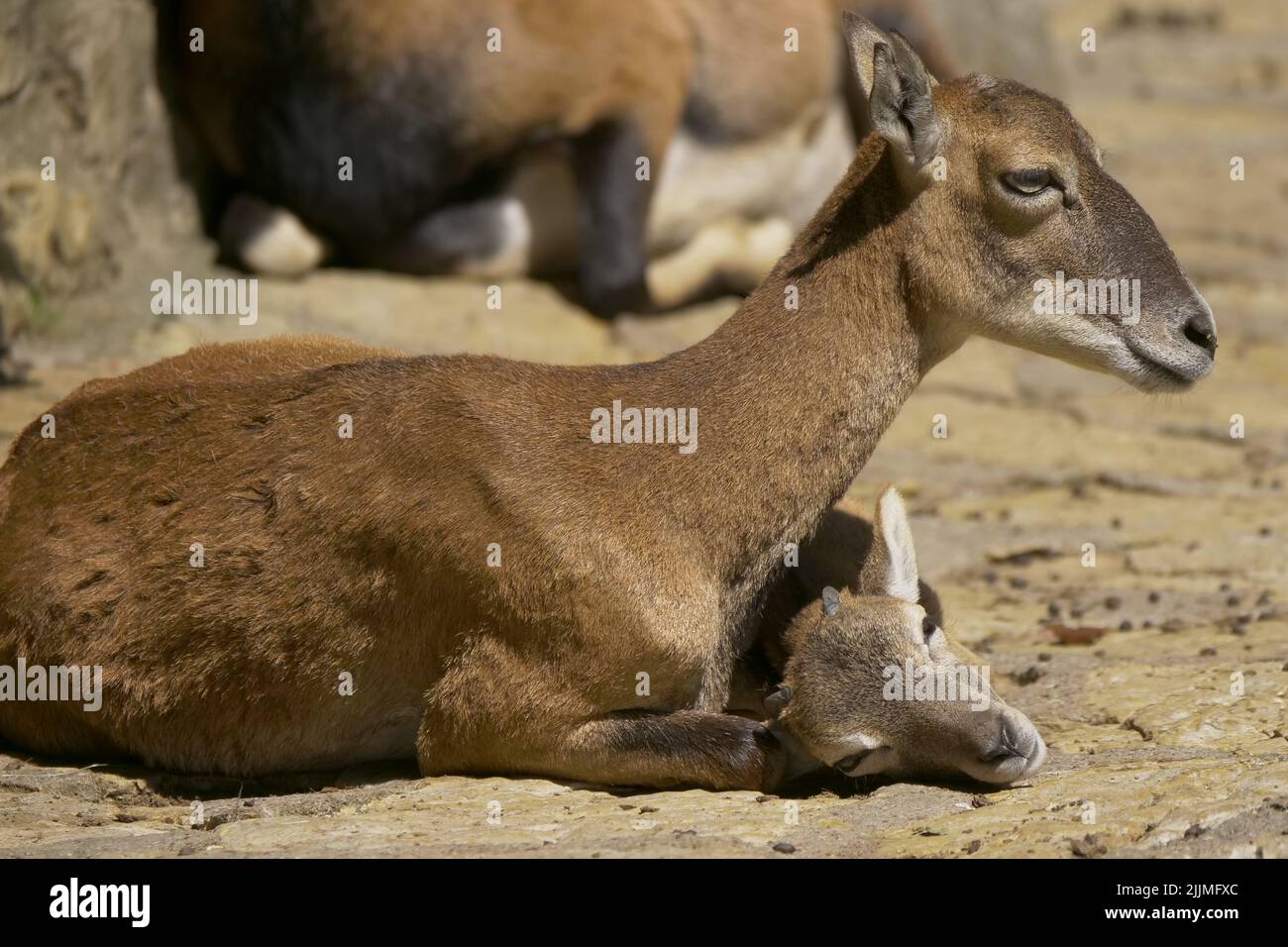 An adult female deer lying on the ground with its fawn Stock Photo