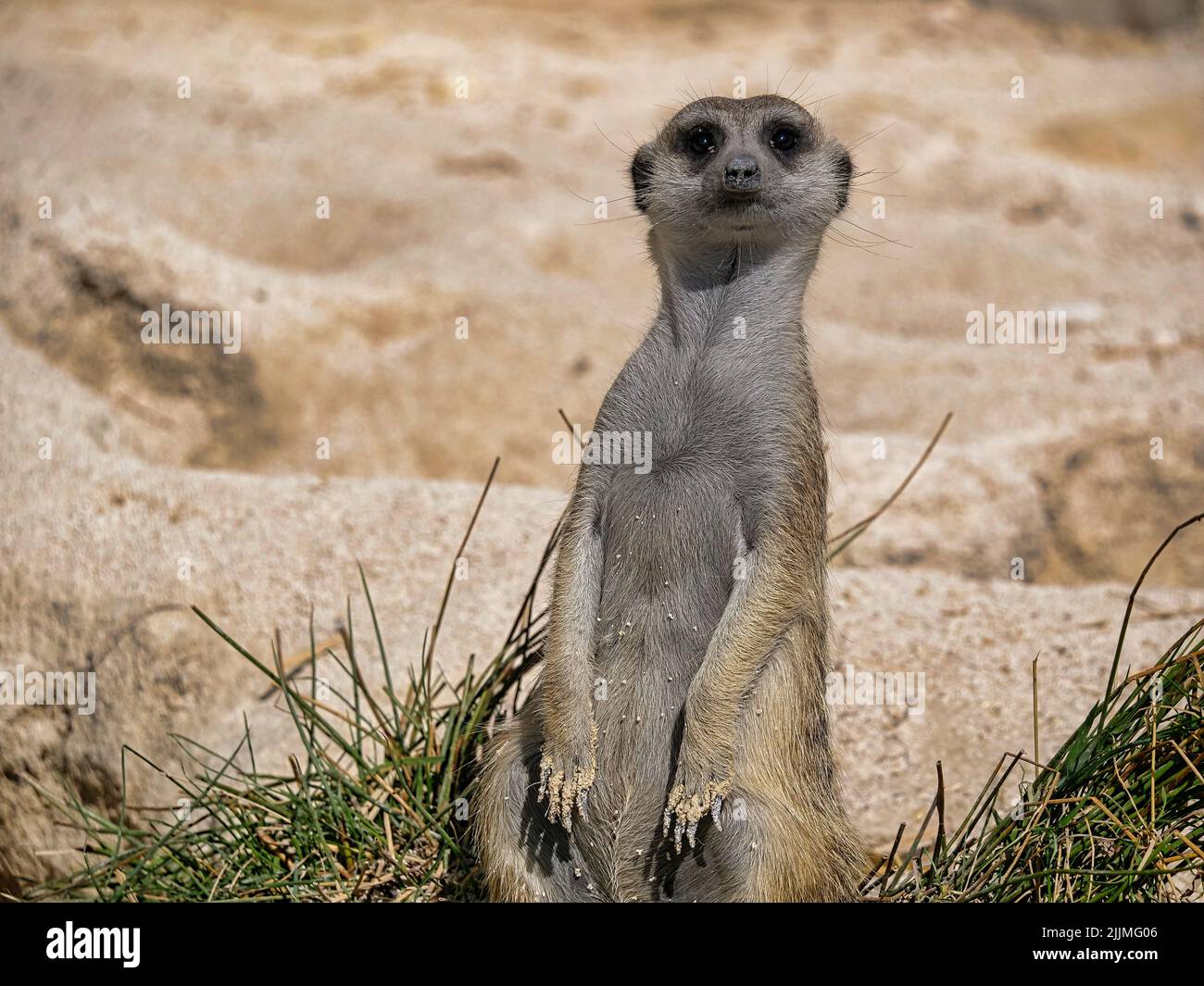 A lone meerkat alertly looking at something in the wild Stock Photo