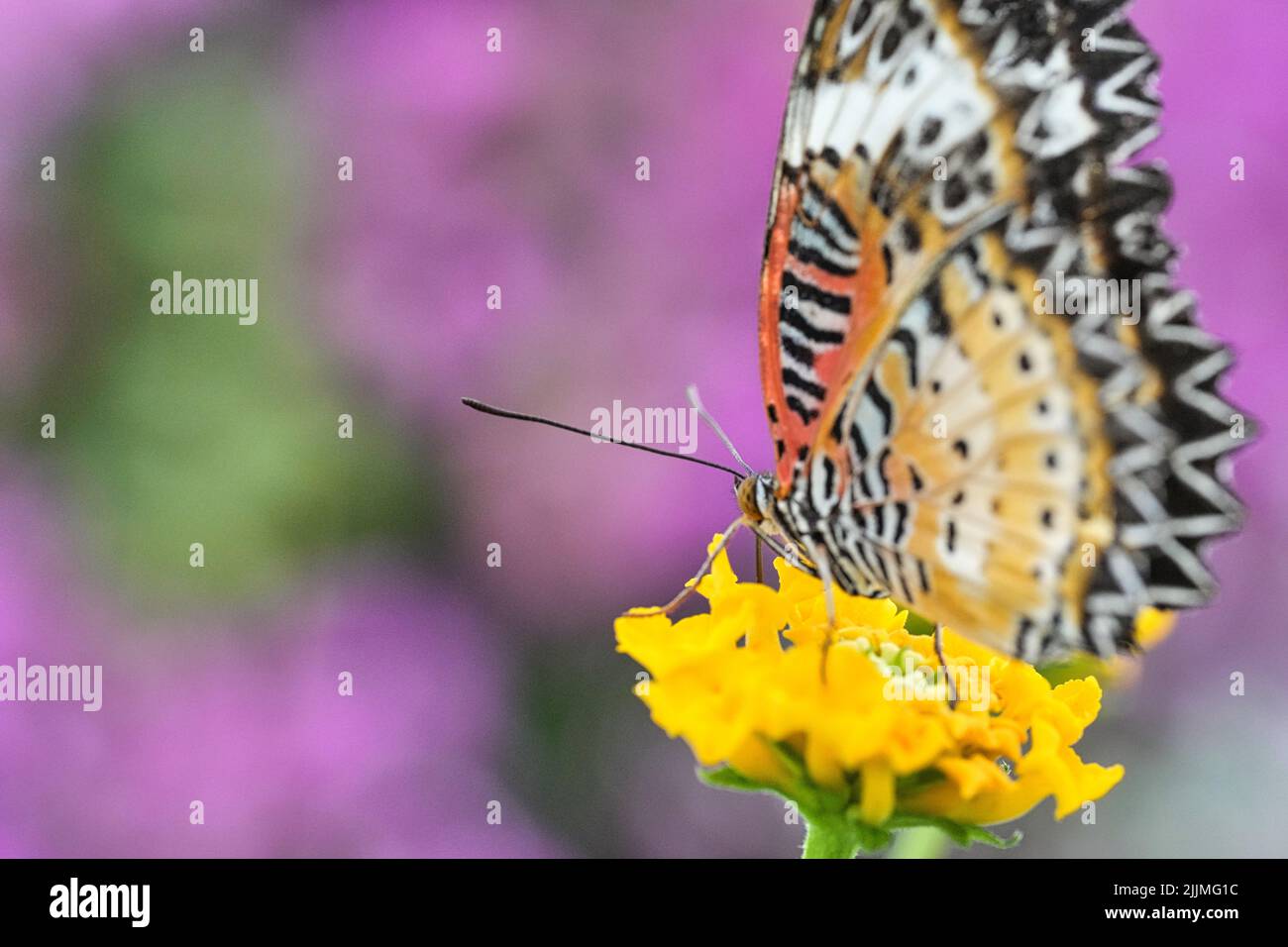 A macro shot of a beautiful butterfly sipping nectar from a yellow flower against a purple background Stock Photo