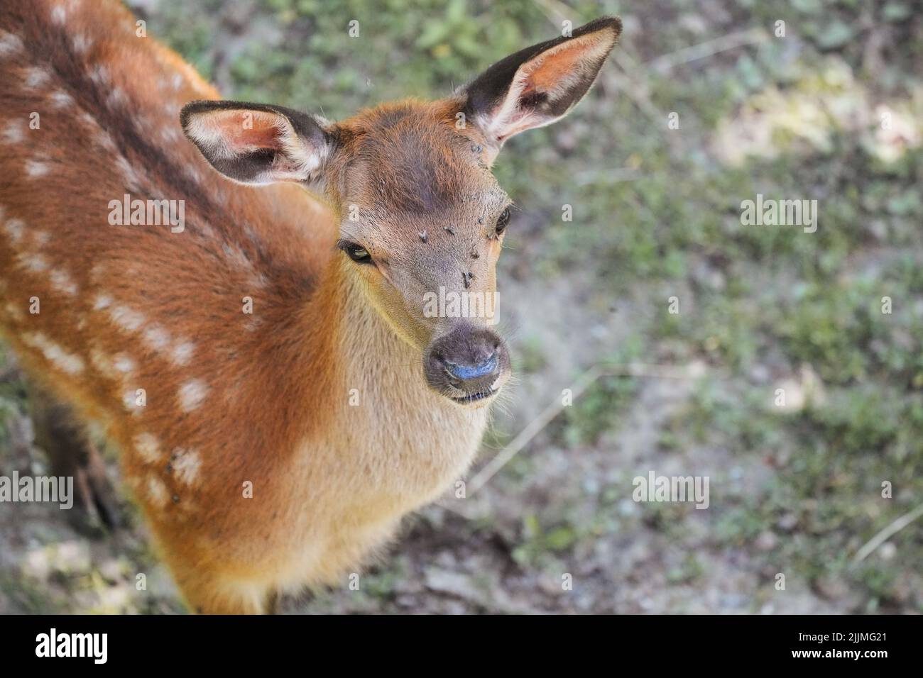 A closeup shot of young deer with white spot patterns in the wild Stock Photo