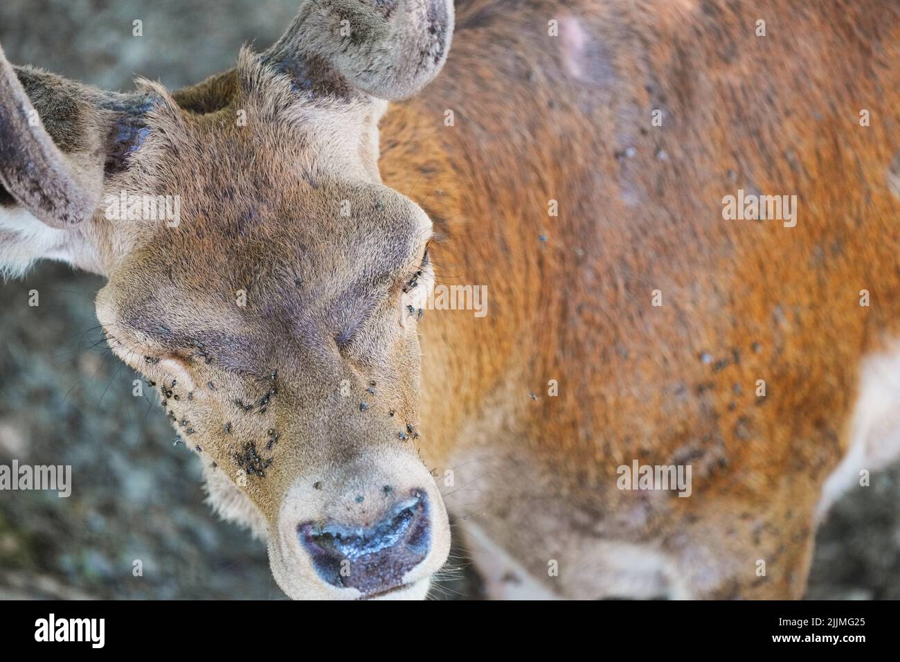 A closeup shot of a sick deer with a swarm of flies on its face Stock Photo