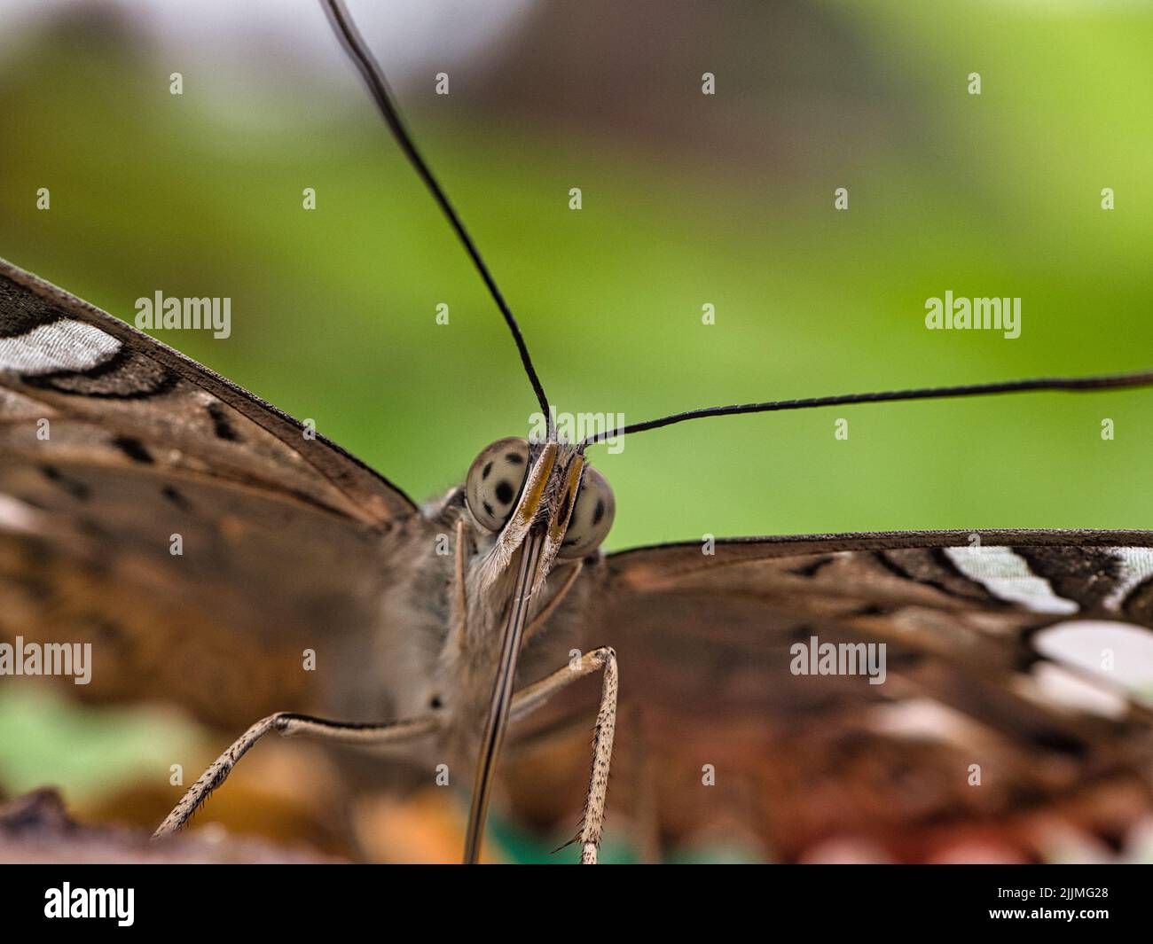 A macro shot of the face of a beautiful butterfly against a blurred background Stock Photo