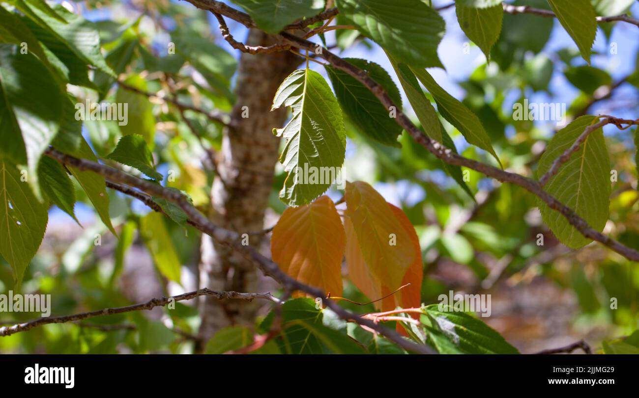 Gardening Seasons - Natural sunlight filtering through a tree onto leaf foliage Stock Photo