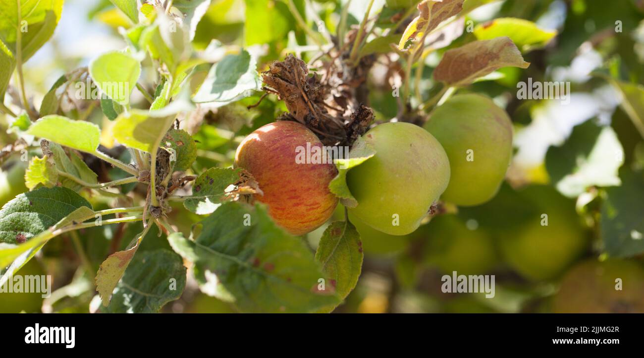 Old British Apple Variety ' Lamb Abbey Pearmain ' heritage fruit