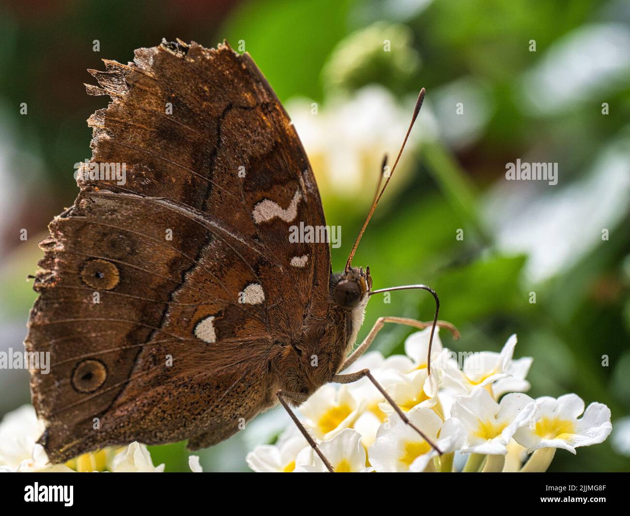 A macro shot of a beautiful butterfly sipping nectar from a white flower against a blurred background Stock Photo