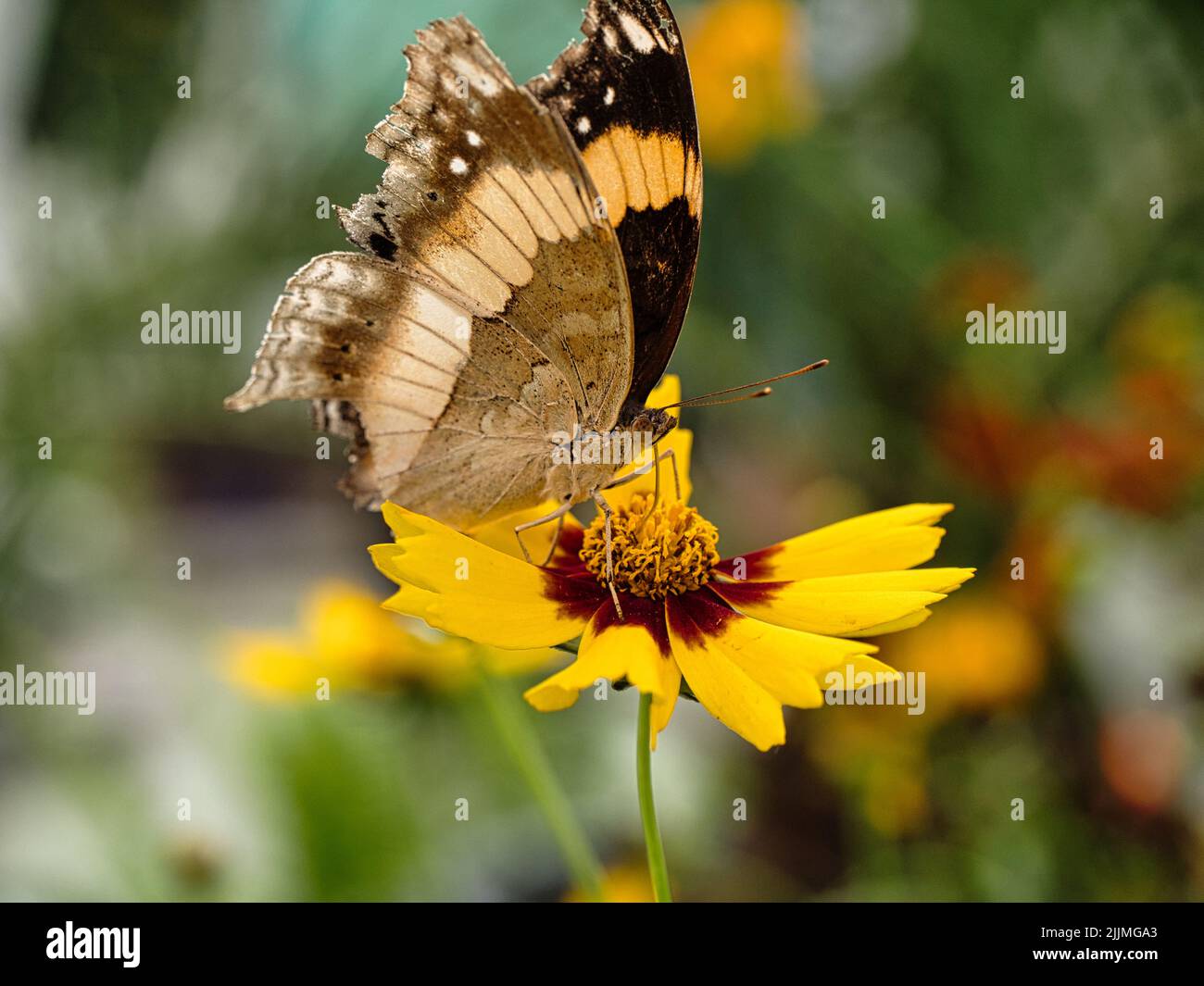 A macro shot of a beautiful butterfly sipping nectar from a yellow flower against a blurred background Stock Photo