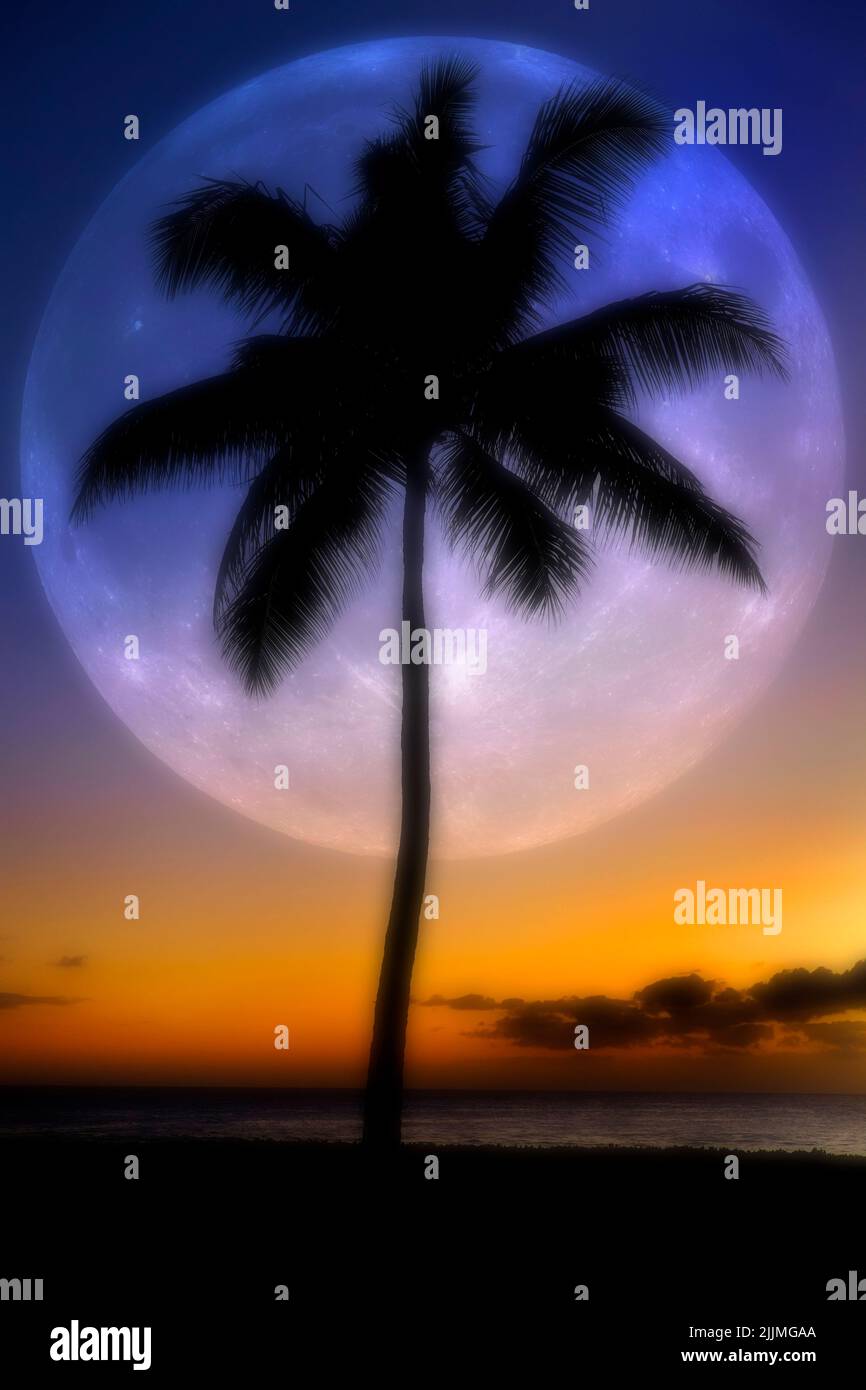 Dreamy misty Palm trees silhouetted sunset near ocean beach tropical location Full Moon Stock Photo