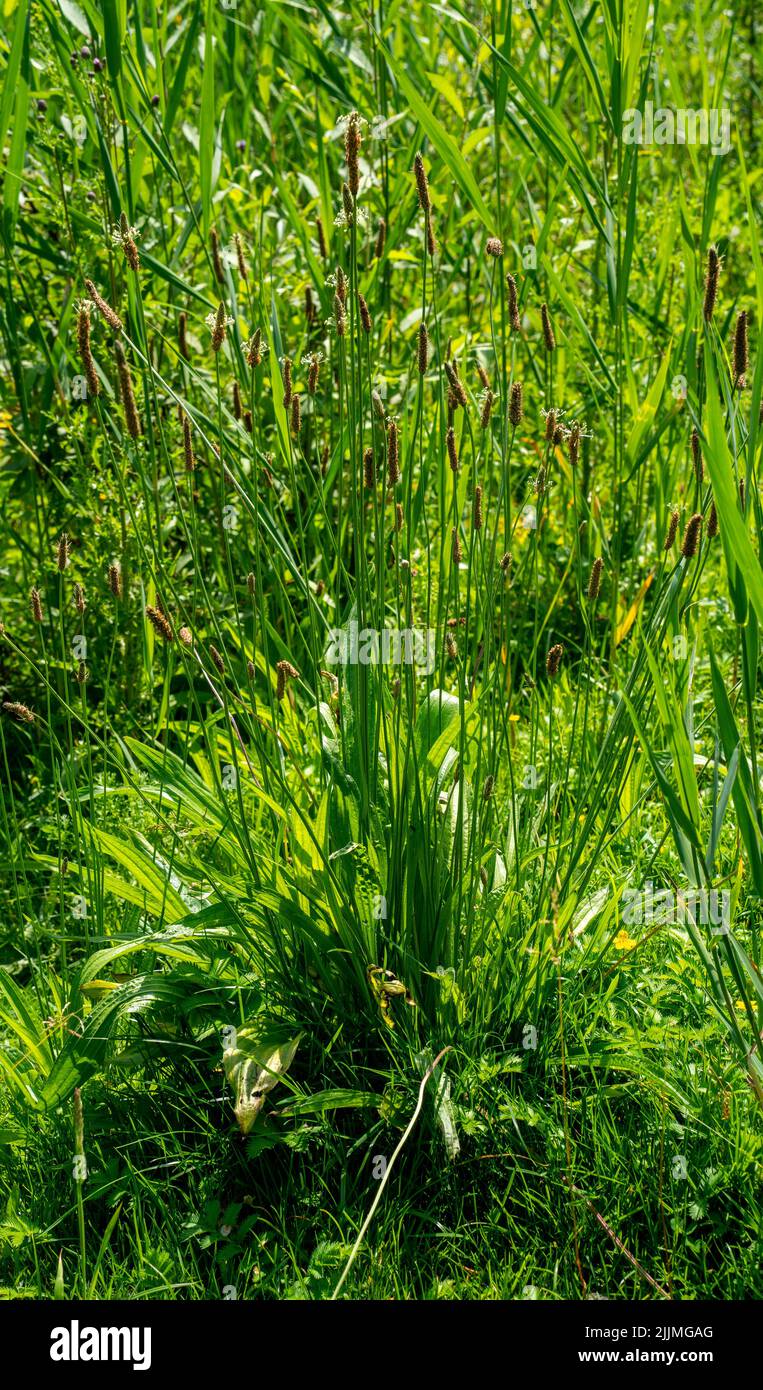Close up of Ribwort plantain (Plantago lanceolata) aka narrowleaf or English plantain, ribleaf, lamb's tongue, buckhorn Stock Photo