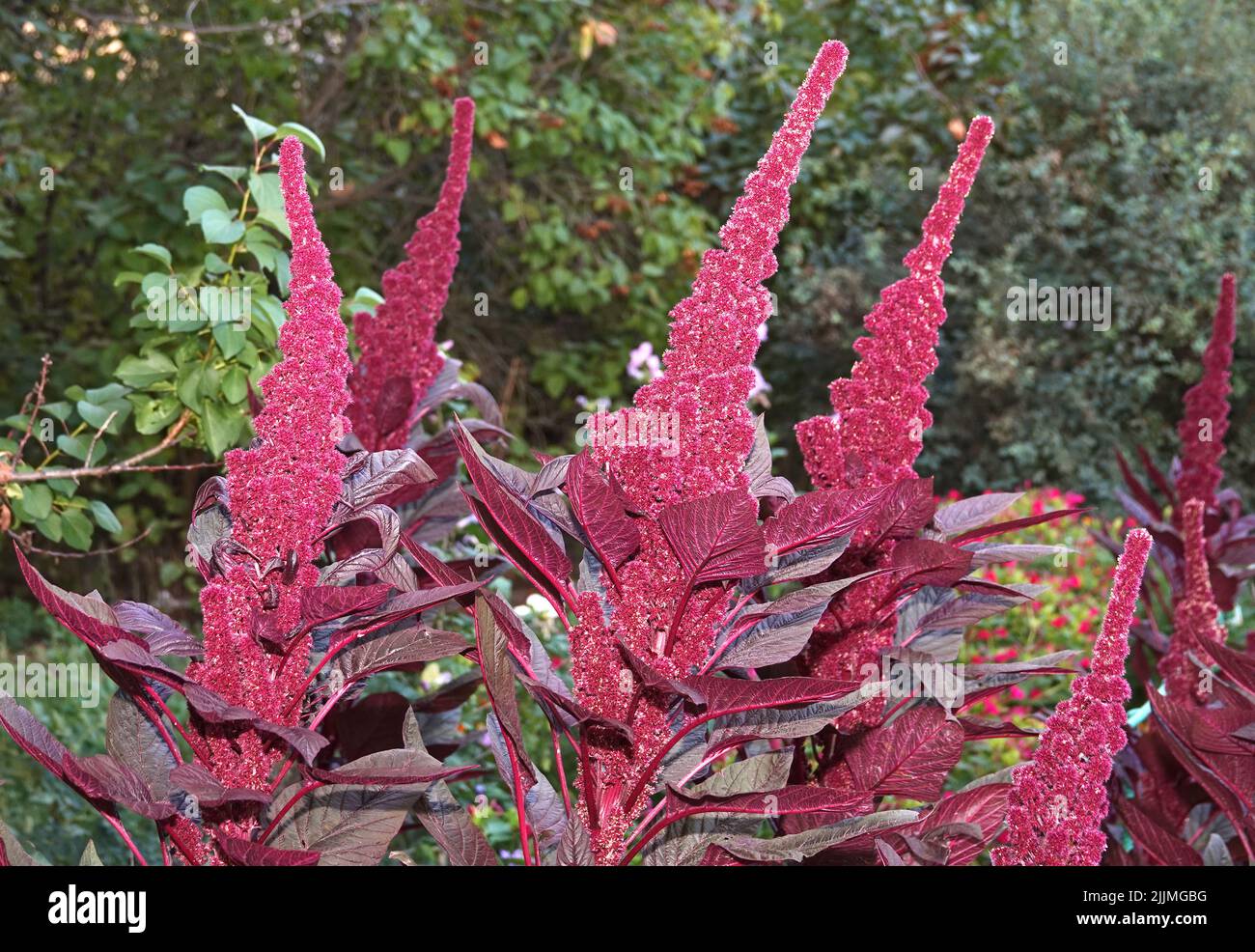 Close-up Amaranth flowers are very delicate and beautiful Stock Photo